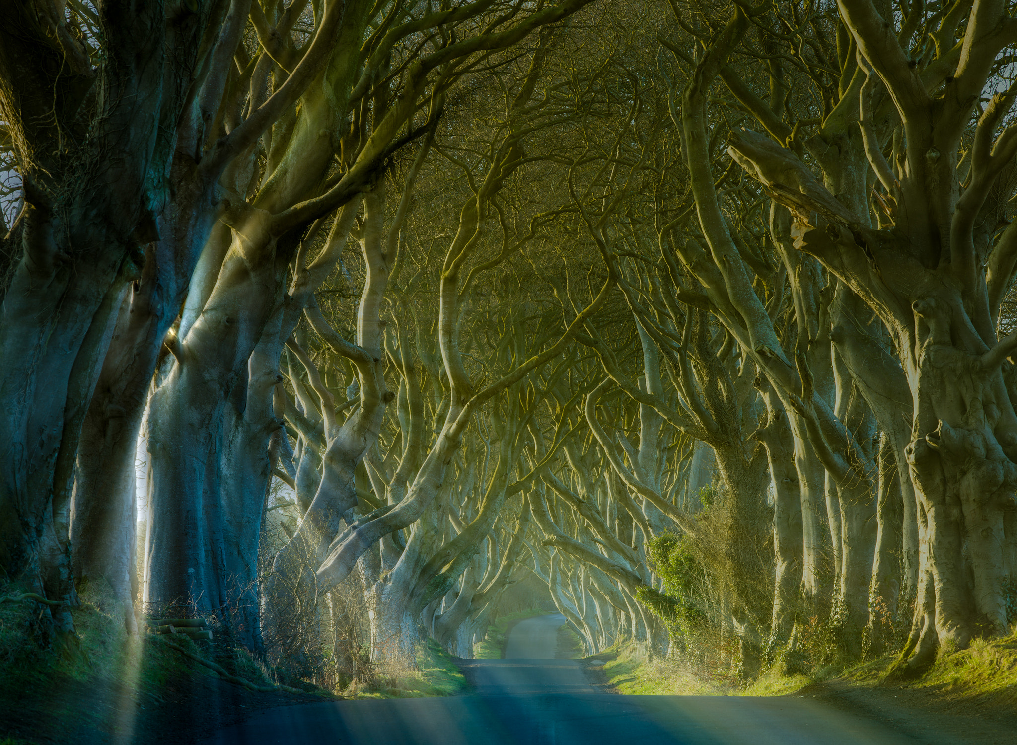 HC 210 sample photo. Dark hedges and rays photography