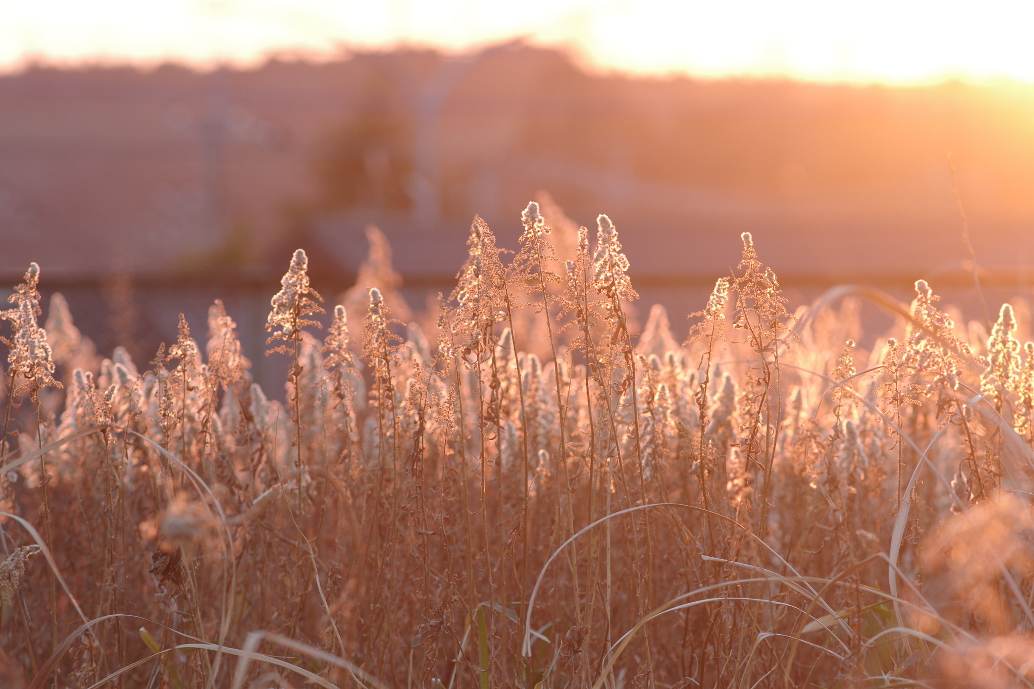 Pentax K-3 + smc PENTAX-FA* 200mm F2.8 ED[IF] sample photo. Withered goldenrod photography