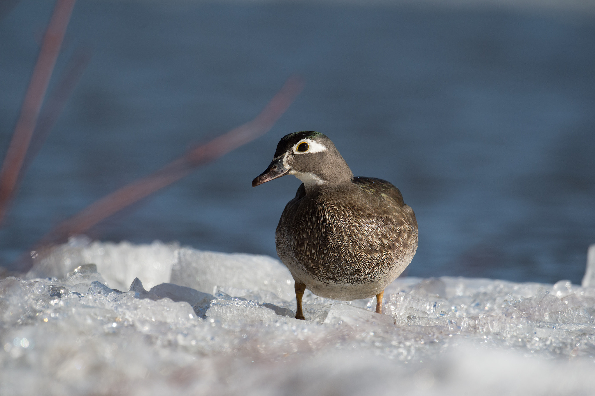 Sigma 24-60mm F2.8 EX DG sample photo. Canard branchu - aix sponsa - wood duck photography