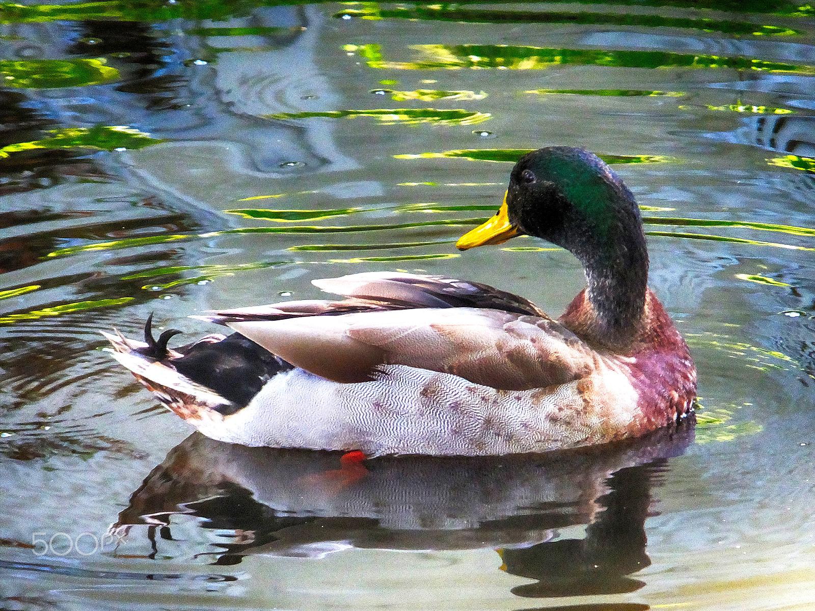 Fujifilm FinePix F850EXR sample photo. Duck. mallard. anas platyrhynchos. photography