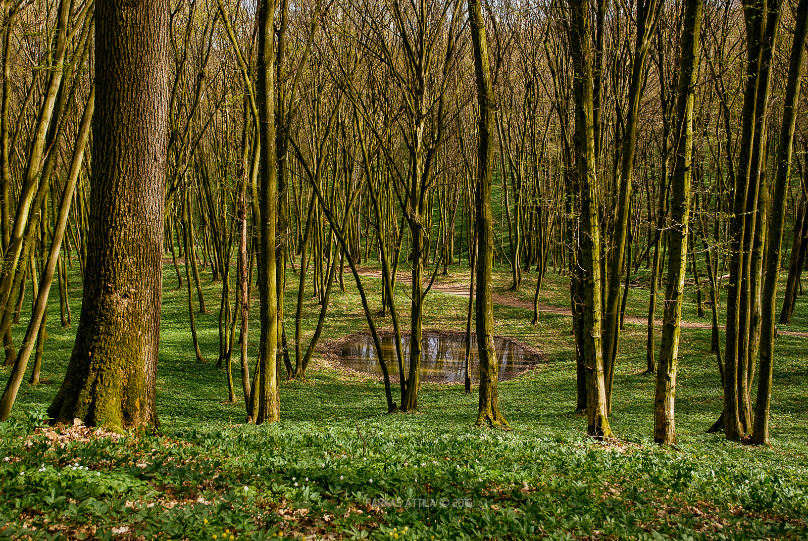 Nikon D60 sample photo. Spring in the forest photography