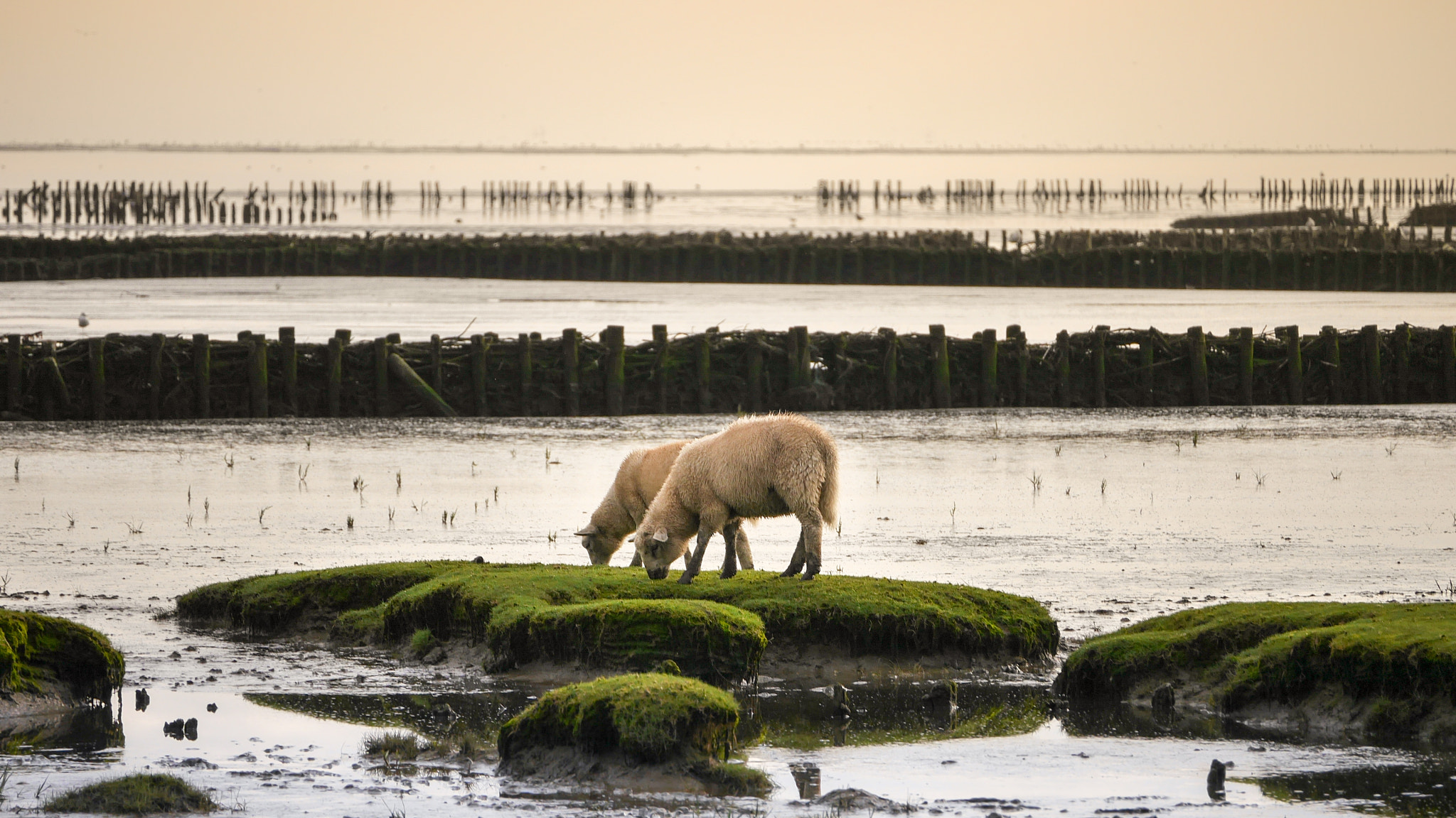 LUMIX G VARIO 45-150/F4.0-5.6 sample photo. Sheeps photography