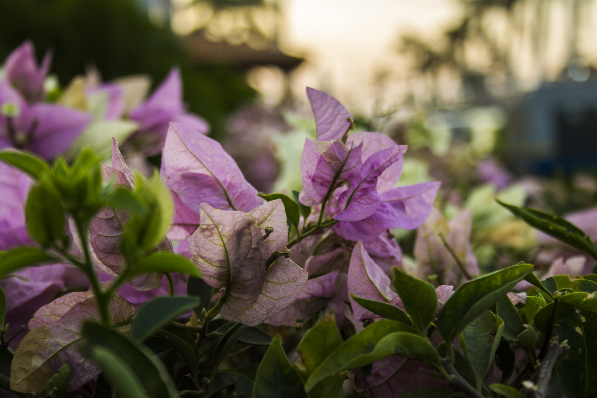 Canon EF-S 18-55mm F3.5-5.6 sample photo. Lila veranera photography