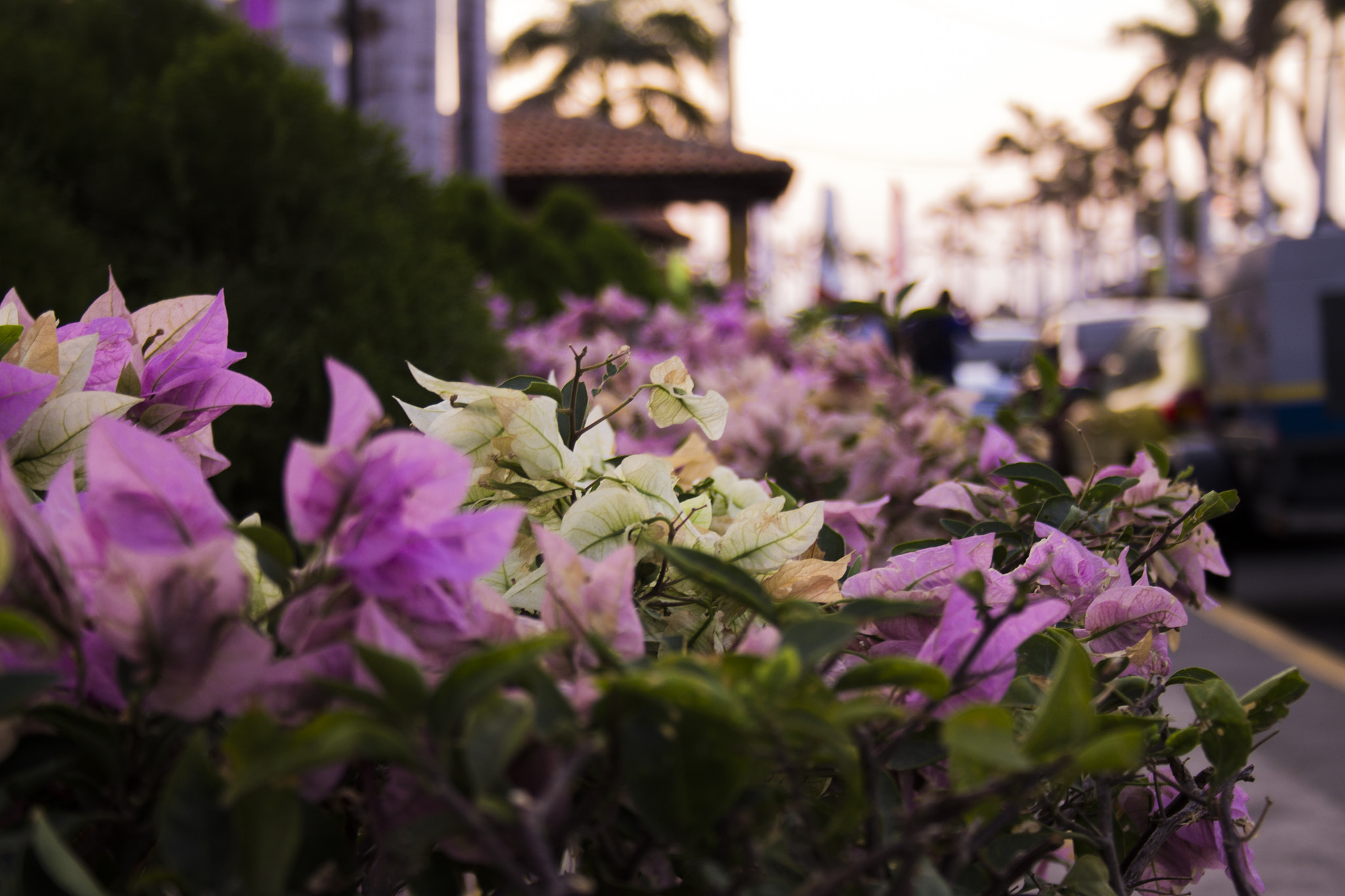 Canon EF-S 18-55mm F3.5-5.6 sample photo. Lila veranera photography