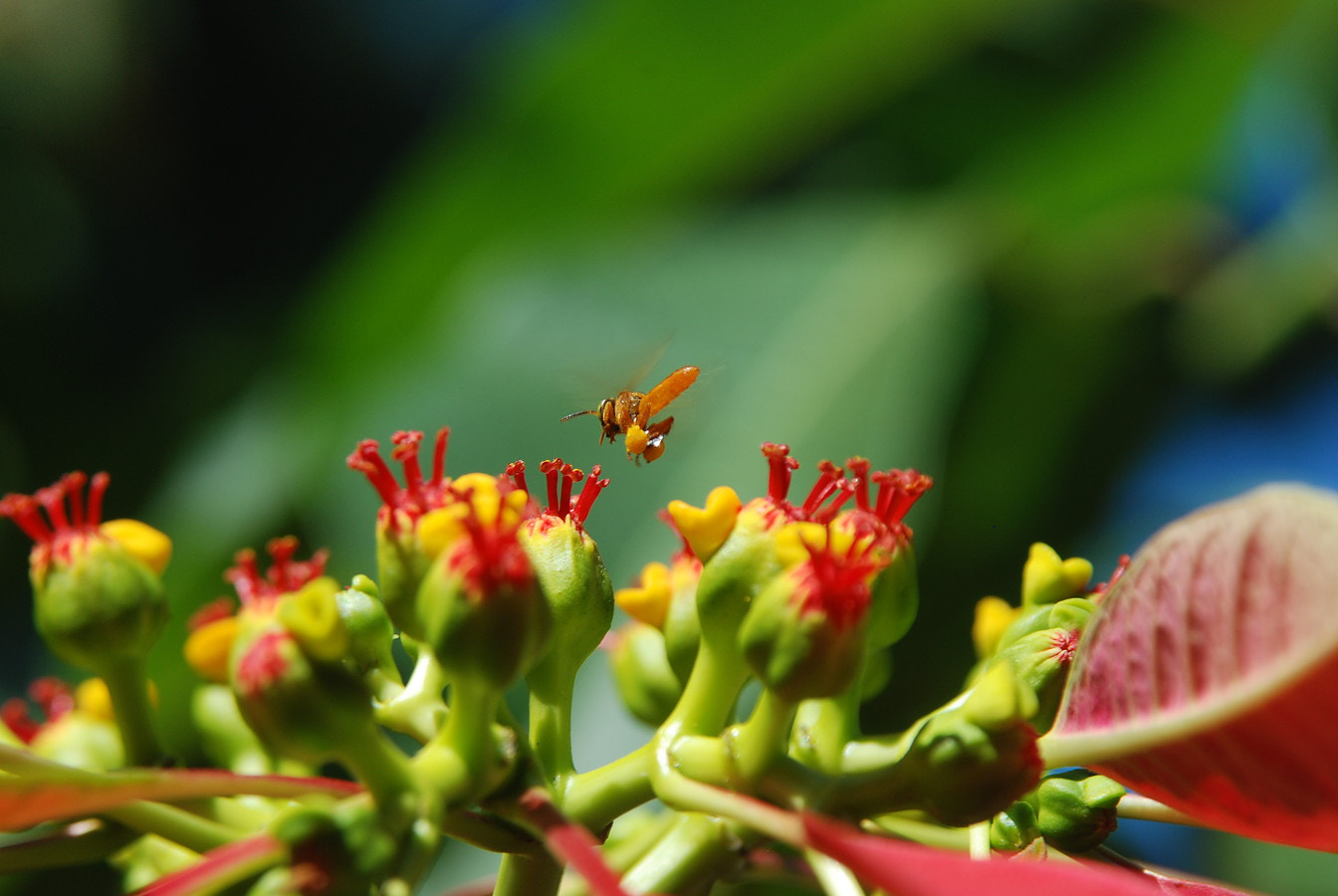 Nikon D80 + Sigma 28-200mm F3.5-5.6 Compact Aspherical Hyperzoom Macro sample photo. Bee photography