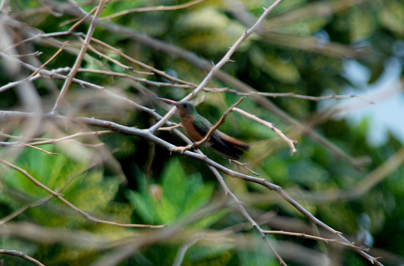 Sigma 28-200mm F3.5-5.6 Compact Aspherical Hyperzoom Macro sample photo. Colibrí photography