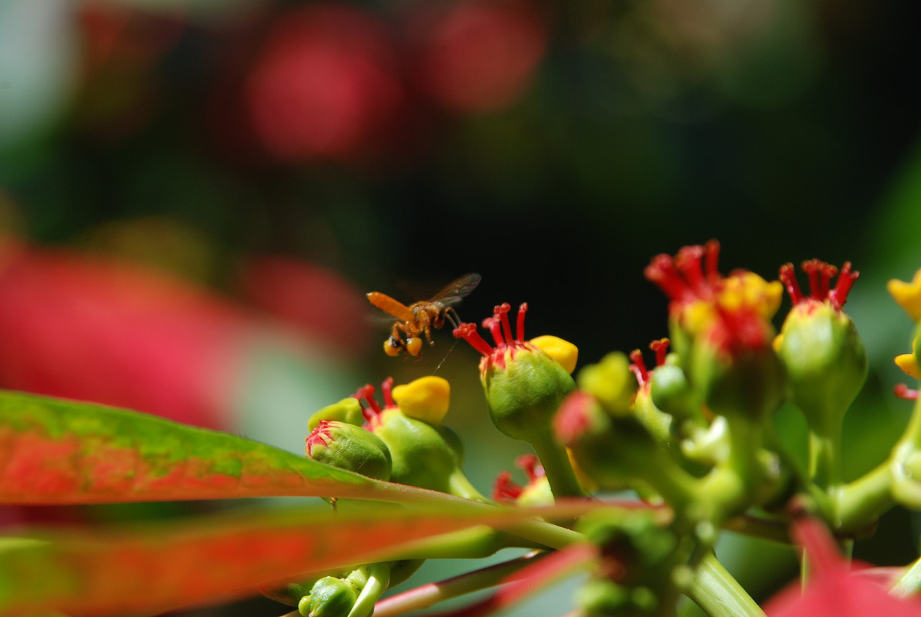 Nikon D80 + Sigma 28-200mm F3.5-5.6 Compact Aspherical Hyperzoom Macro sample photo. Bee photography