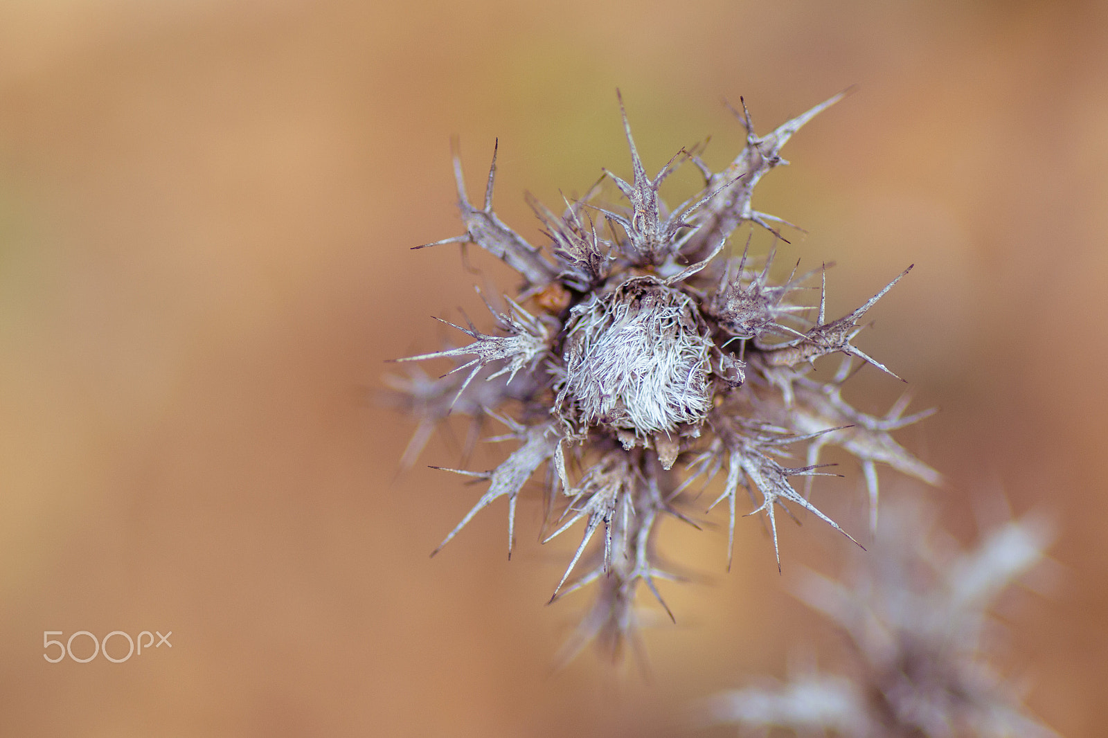 Nikon D3100 + Tamron SP 90mm F2.8 Di VC USD 1:1 Macro sample photo. Cardo photography