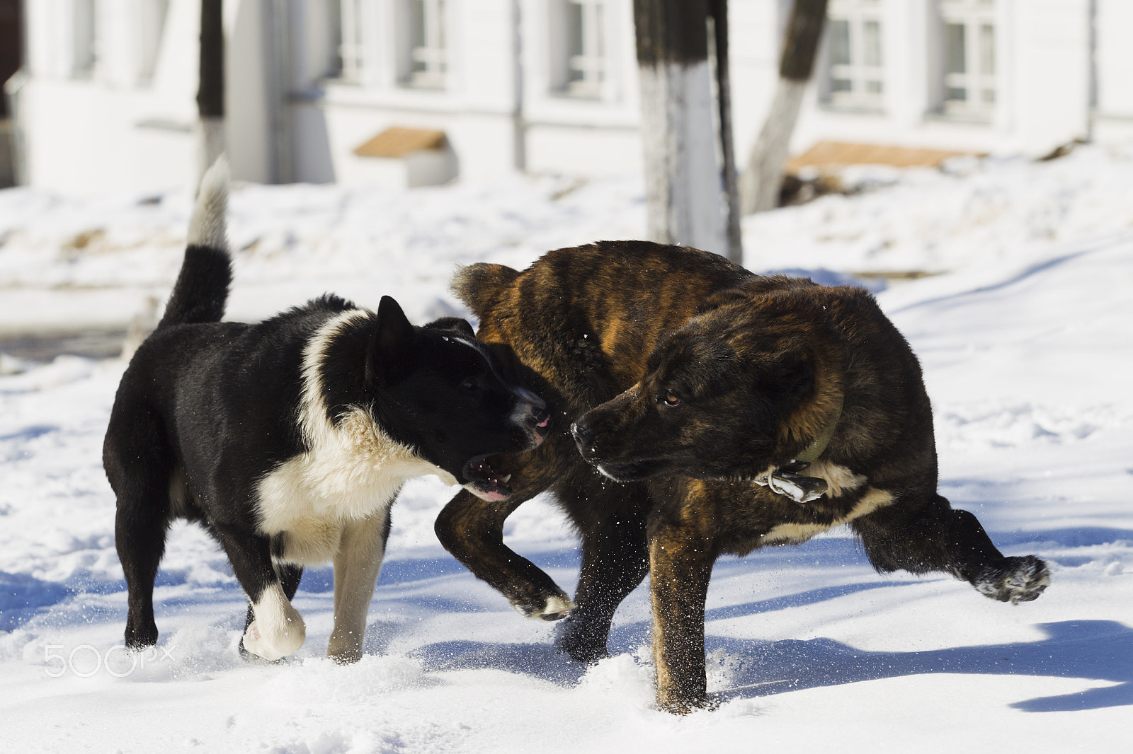 Canon EOS-1D Mark IV + Canon EF 70-200mm F2.8L USM sample photo. Two dogs playing in snow photography