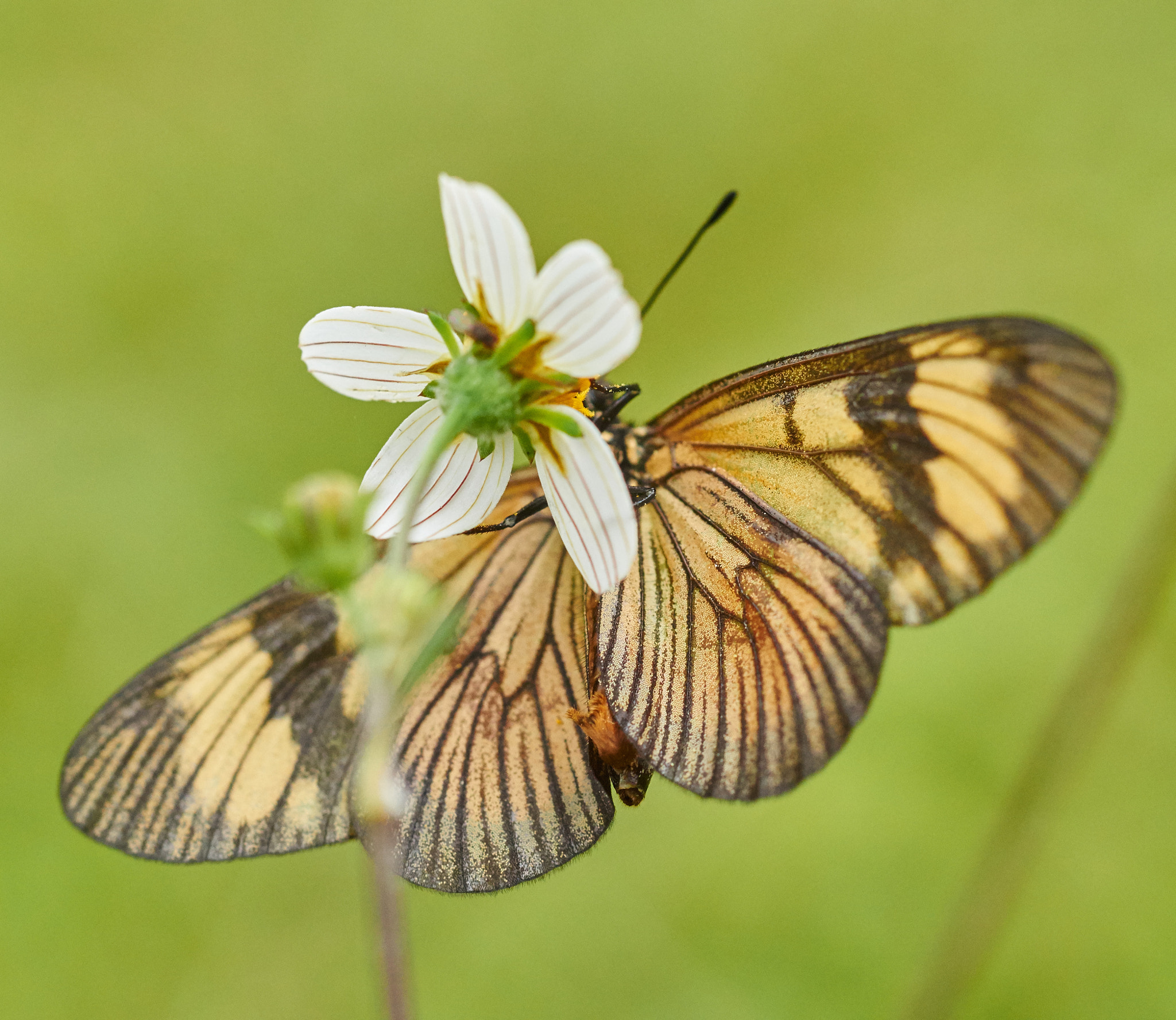 Sony SLT-A58 + MACRO 50mm F2.8 sample photo. Butterfly 02  photography