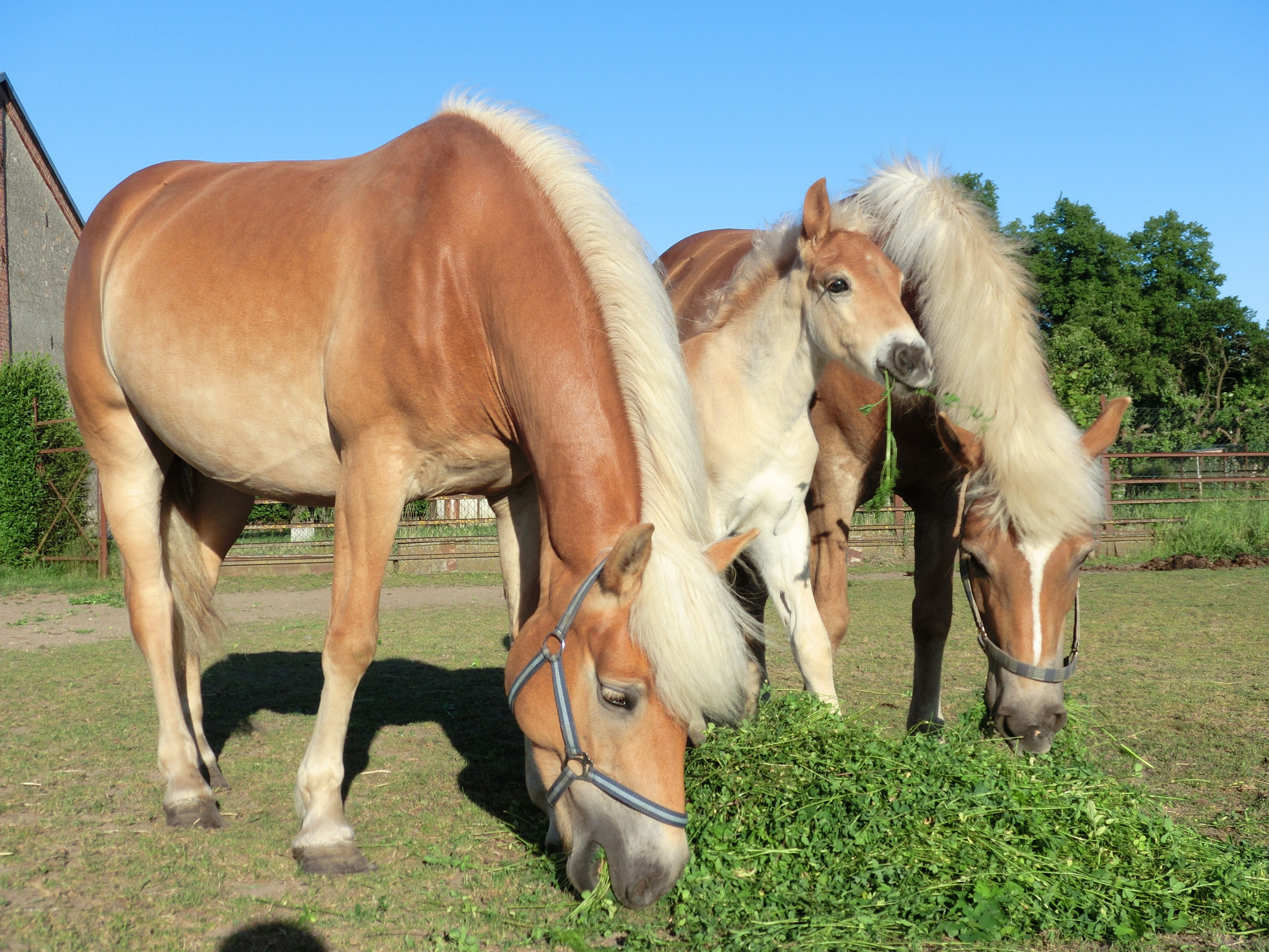 CASIO EX-ZR10 sample photo. Haflinger photography