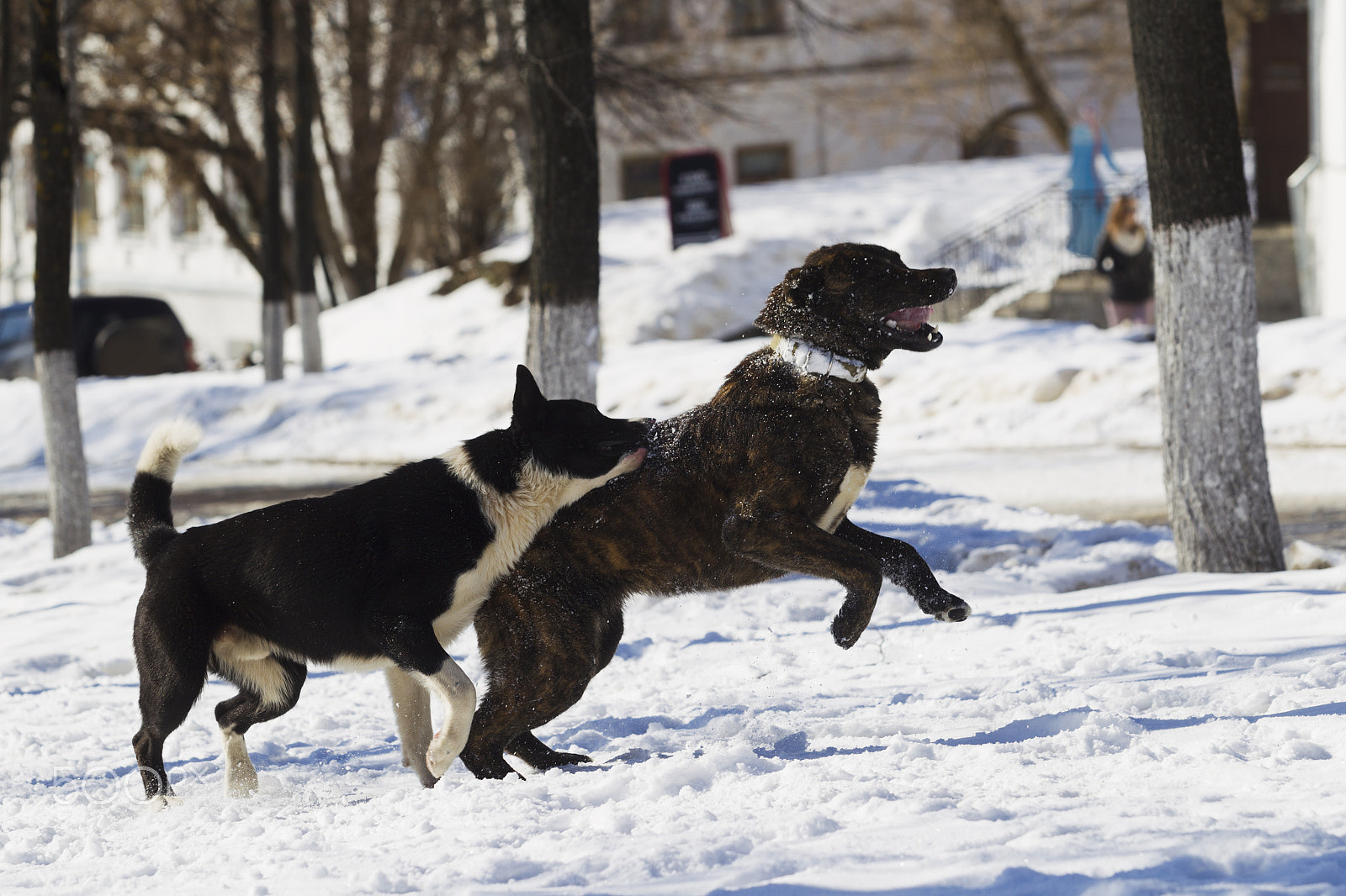 Canon EOS-1D Mark IV + Canon EF 70-200mm F2.8L USM sample photo. Two dogs playing in snow photography