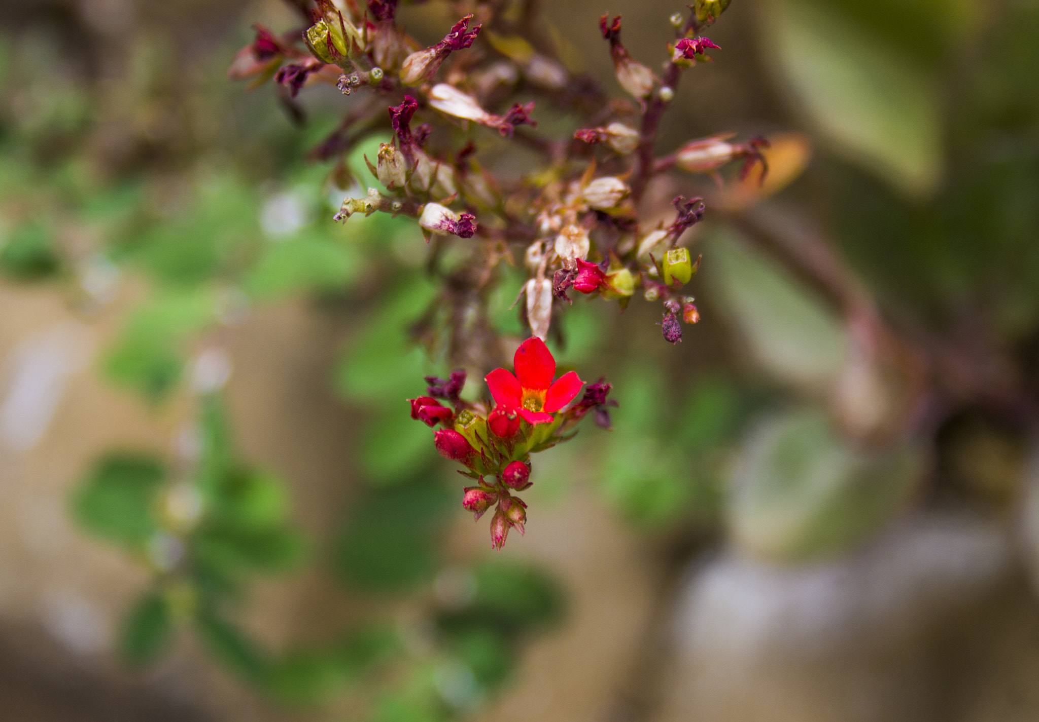 Canon EF-S 18-55mm F3.5-5.6 sample photo. Flower photography