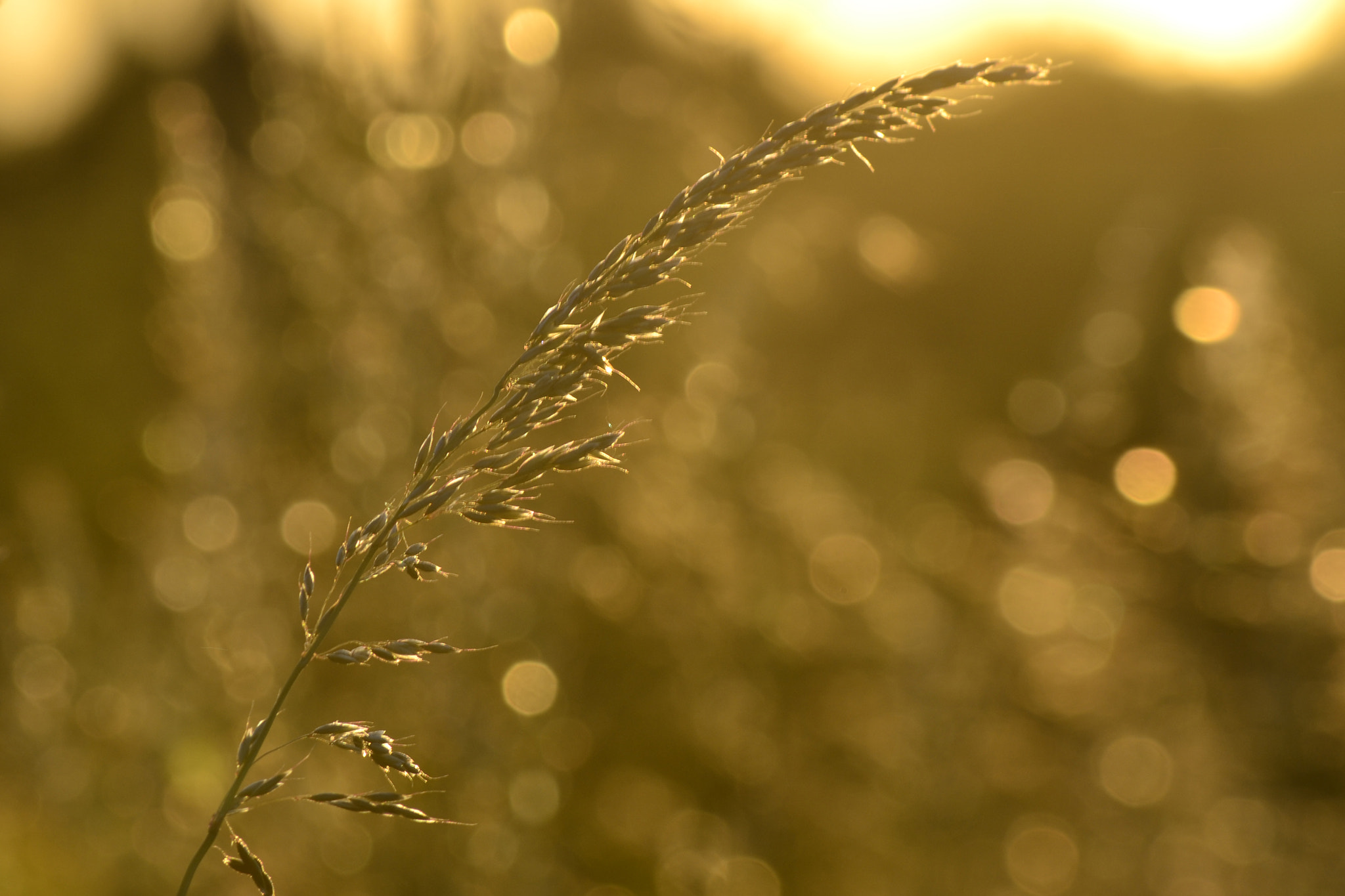 AF Zoom-Nikkor 28-100mm f/3.5-5.6G sample photo. . photography