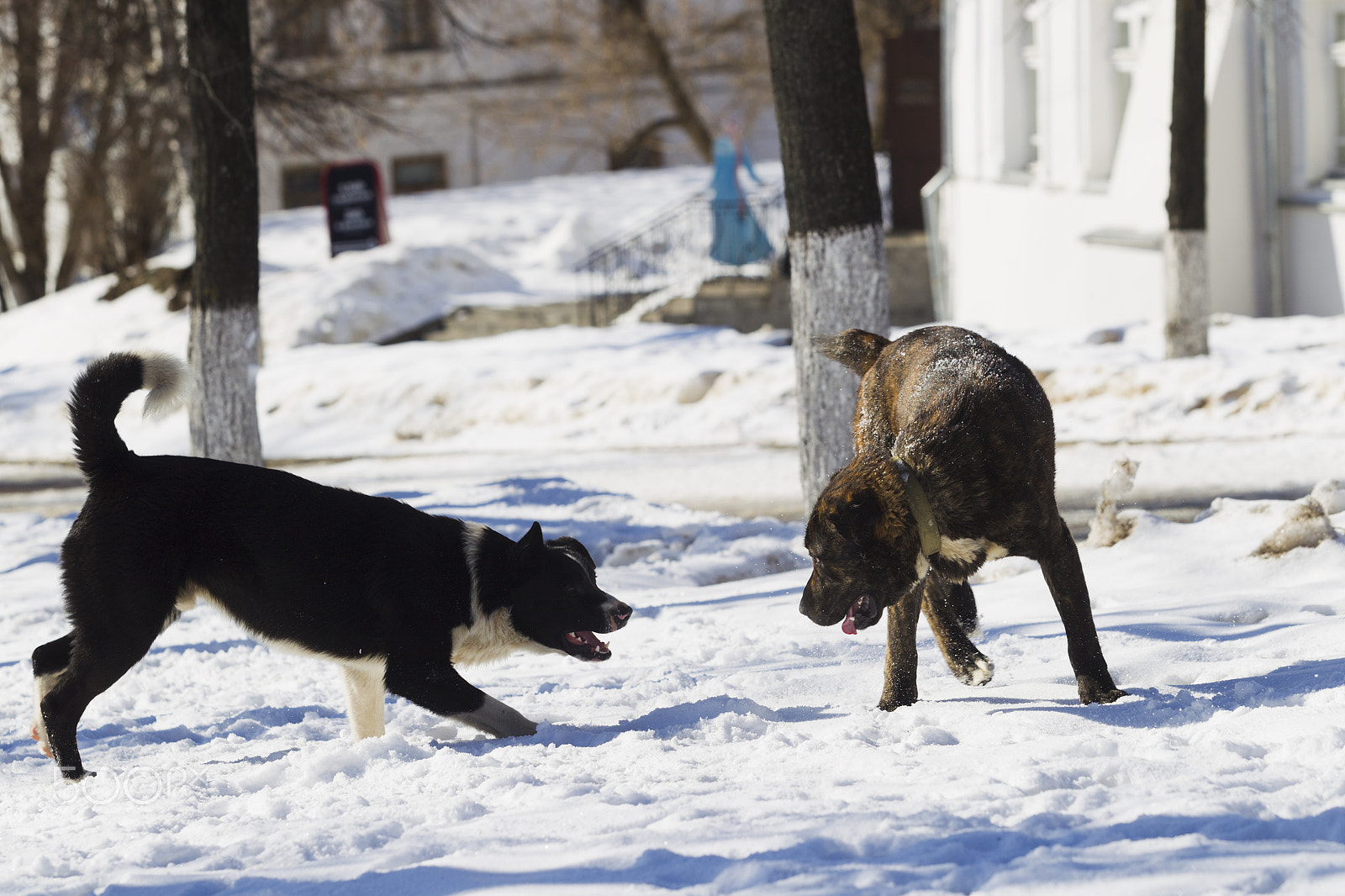 Canon EOS-1D Mark IV + Canon EF 70-200mm F2.8L USM sample photo. Two dogs playing in snow photography