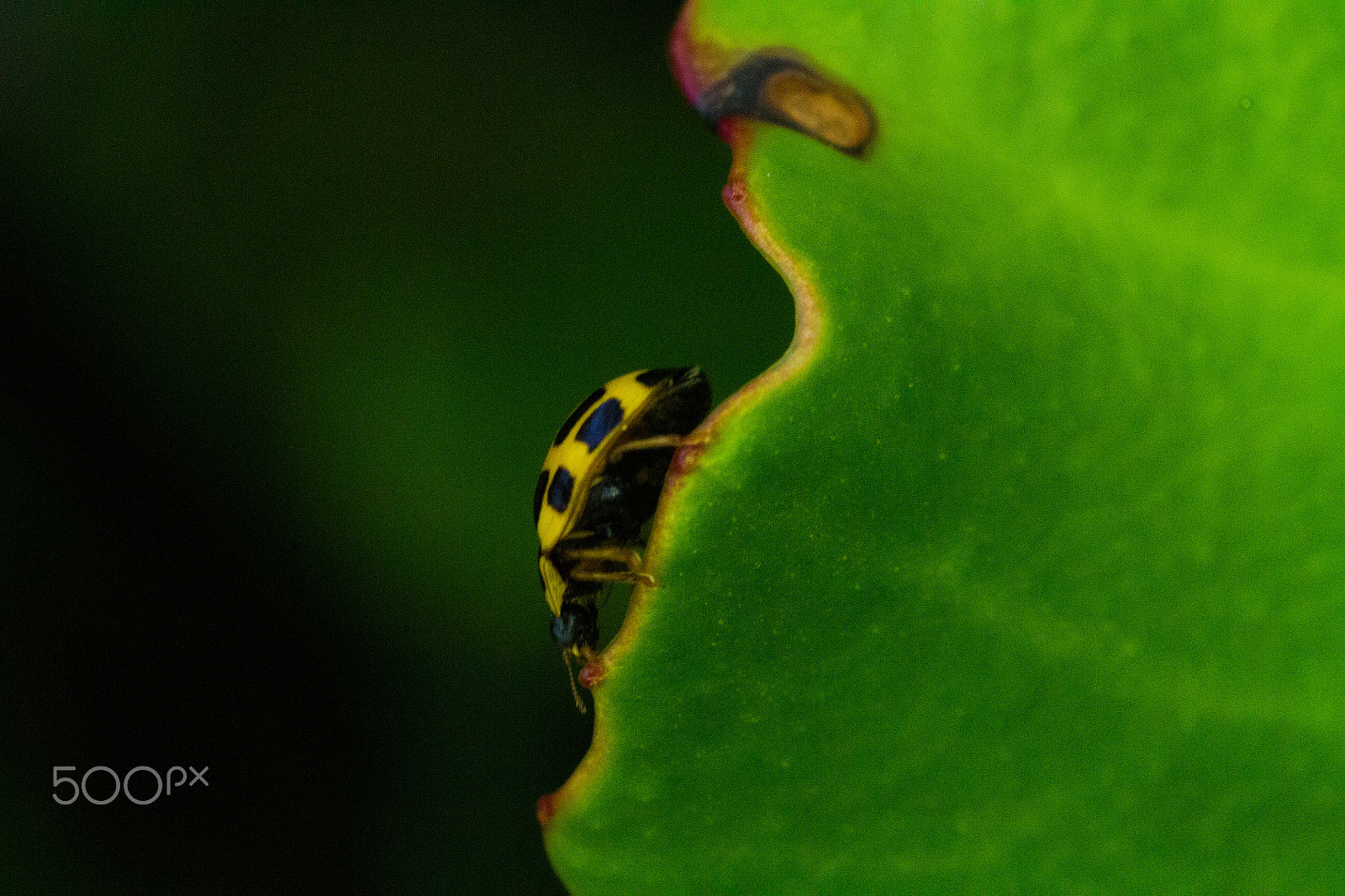 Sigma 50mm f/1.4 EX DG HSM + 1.4x sample photo. On the edge photography