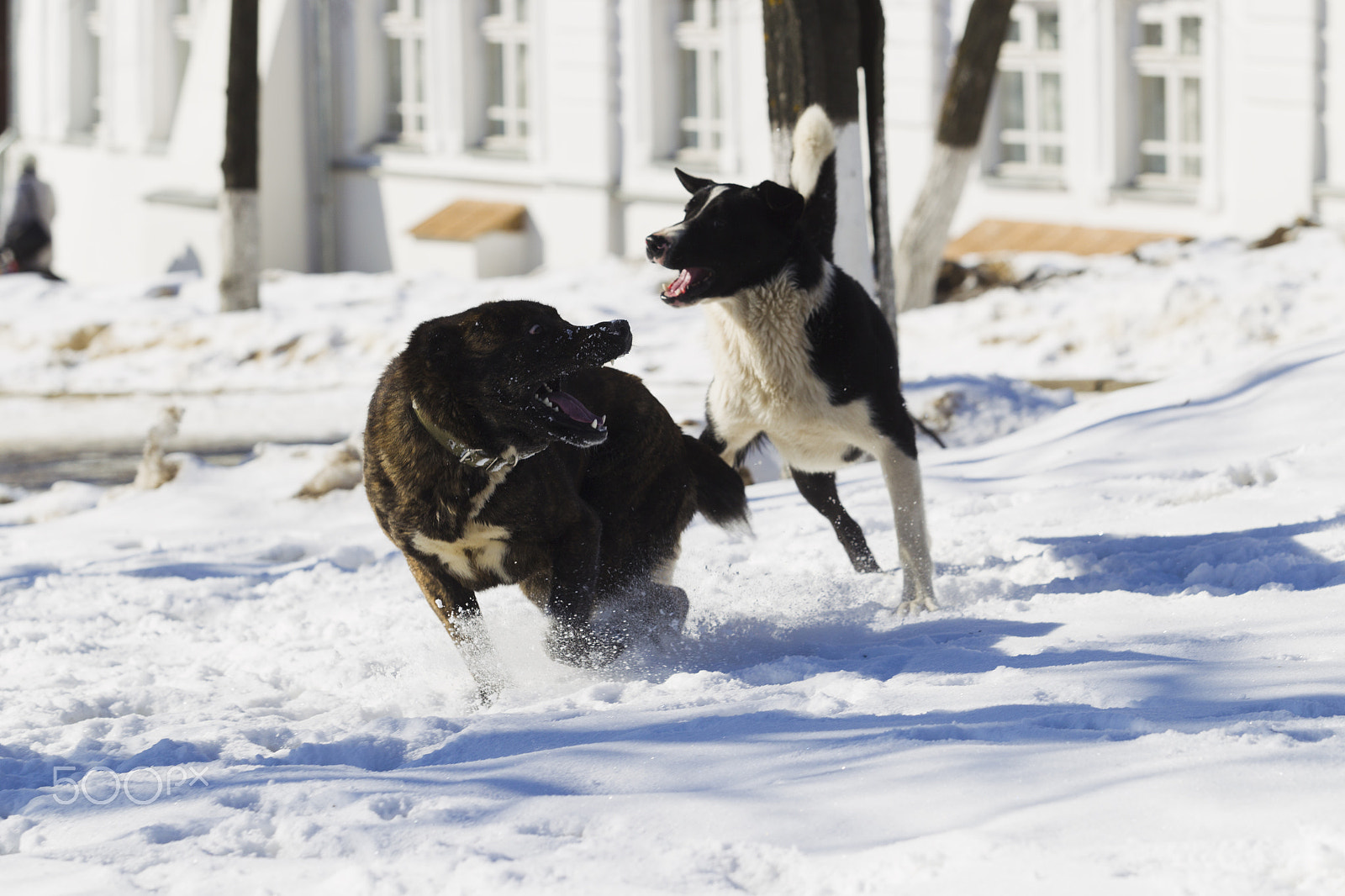 Canon EOS-1D Mark IV + Canon EF 70-200mm F2.8L USM sample photo. Two dogs playing in snow photography