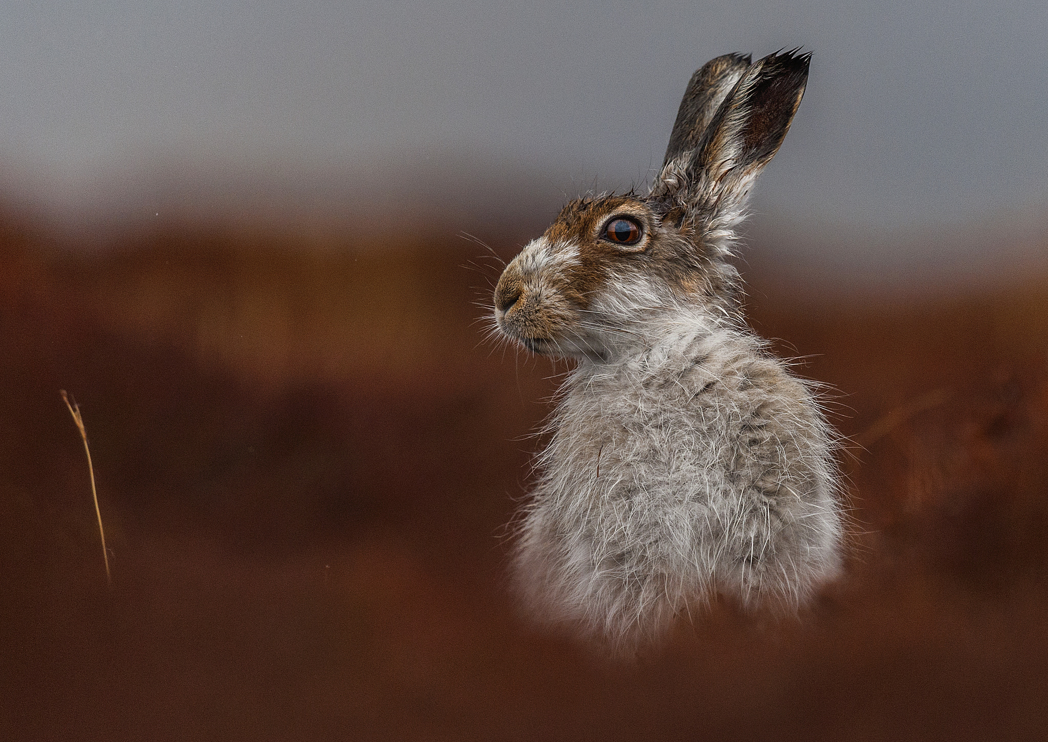 Nikon D700 + Nikon AF-S Nikkor 500mm F4G ED VR sample photo. Fields of fire photography