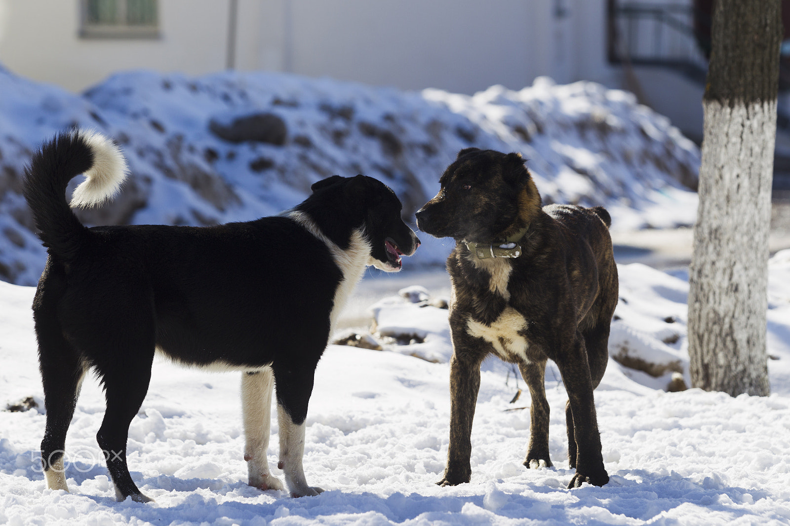 Canon EOS-1D Mark IV + Canon EF 70-200mm F2.8L USM sample photo. Two dogs playing in snow photography