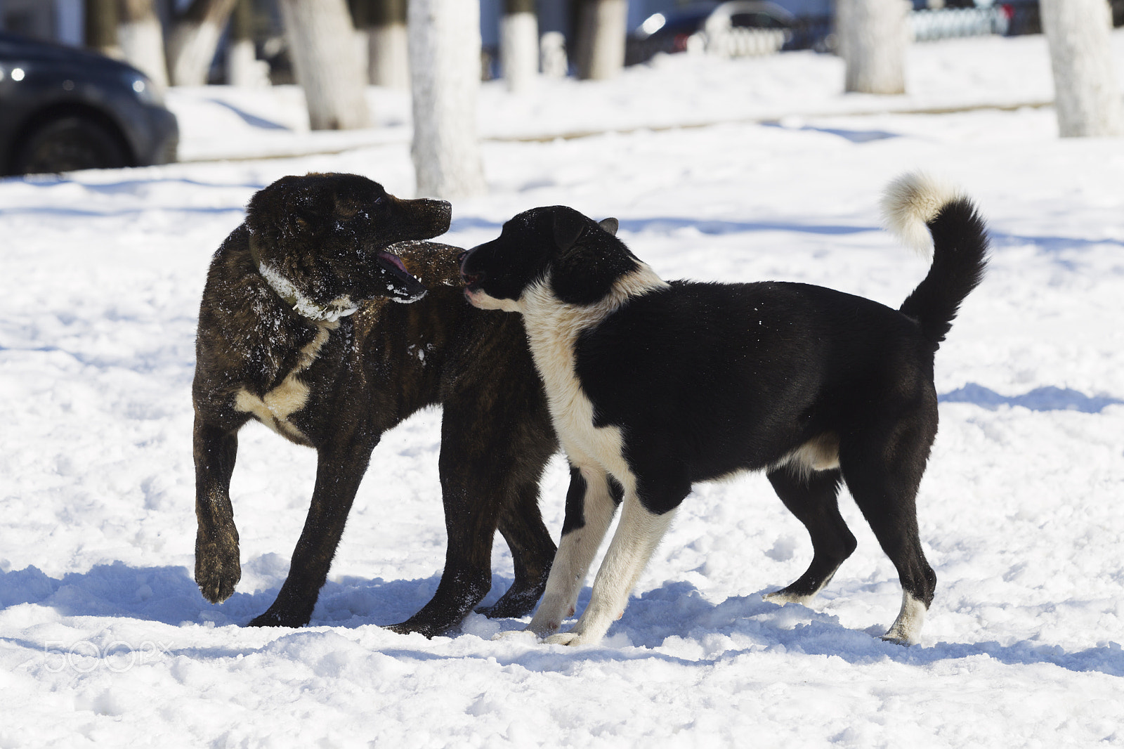 Canon EOS-1D Mark IV sample photo. Two dogs playing in snow photography