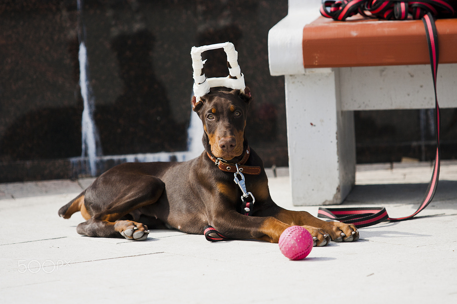 Canon EOS-1D Mark II N sample photo. Doberman photography