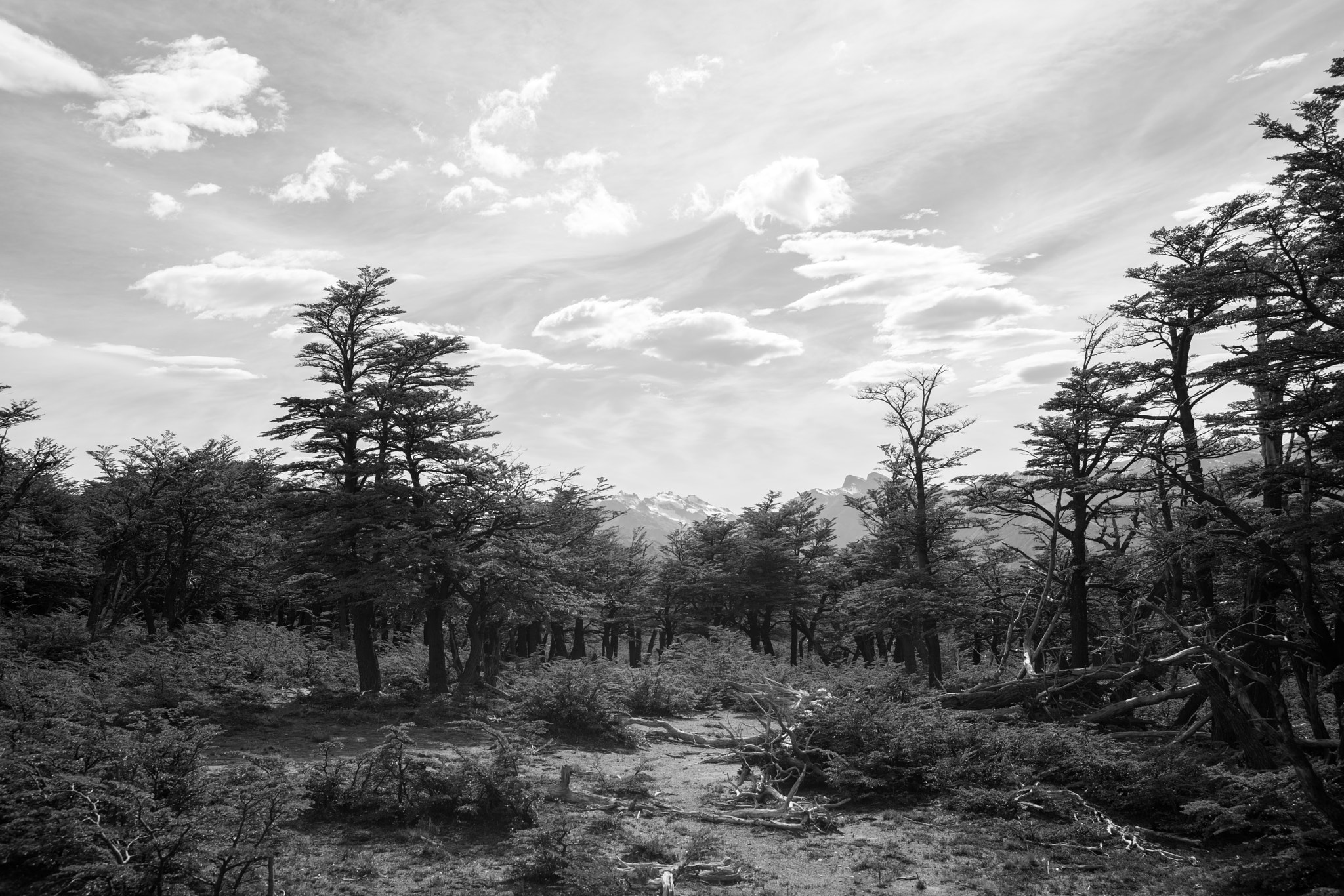 E 35mm F2 sample photo. Autumn trees photography