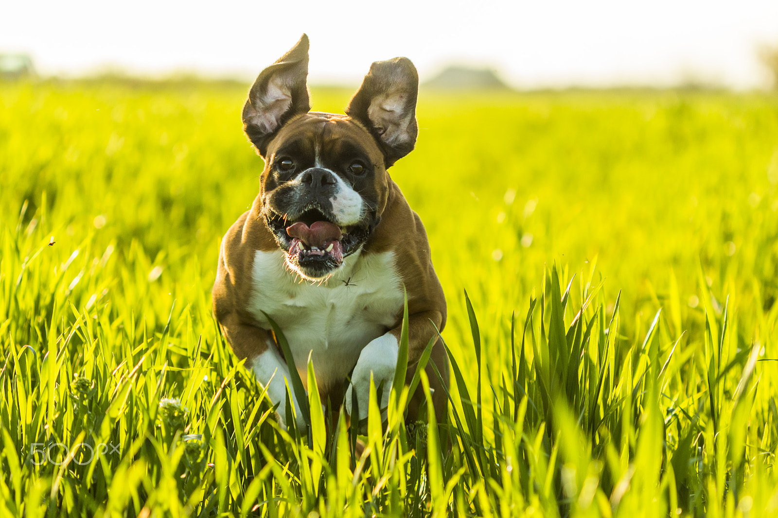 Canon EF 100mm F2.8 Macro USM sample photo. Fast and furious photography