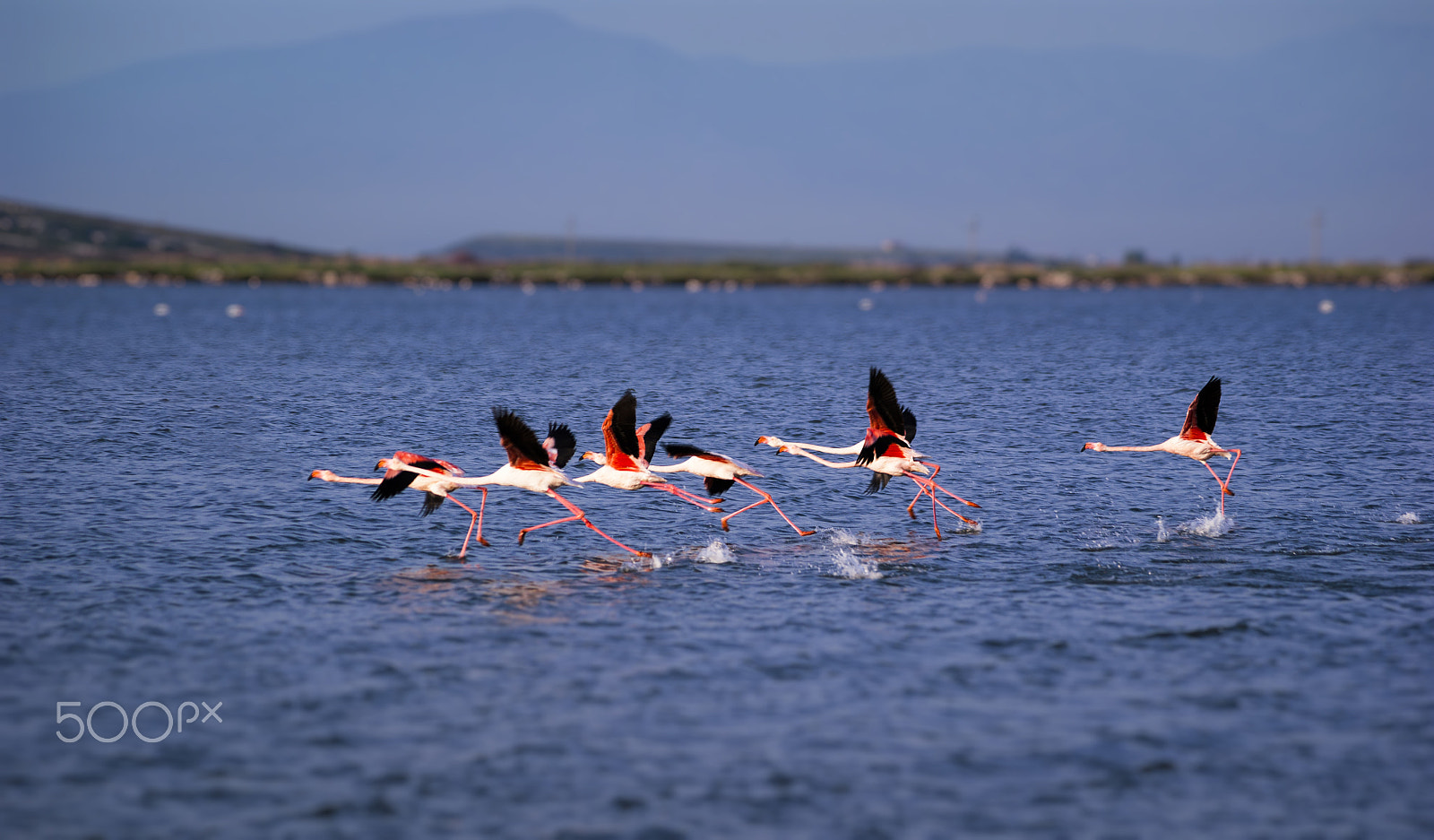 Sony Alpha DSLR-A350 sample photo. Flamingo flock is running photography