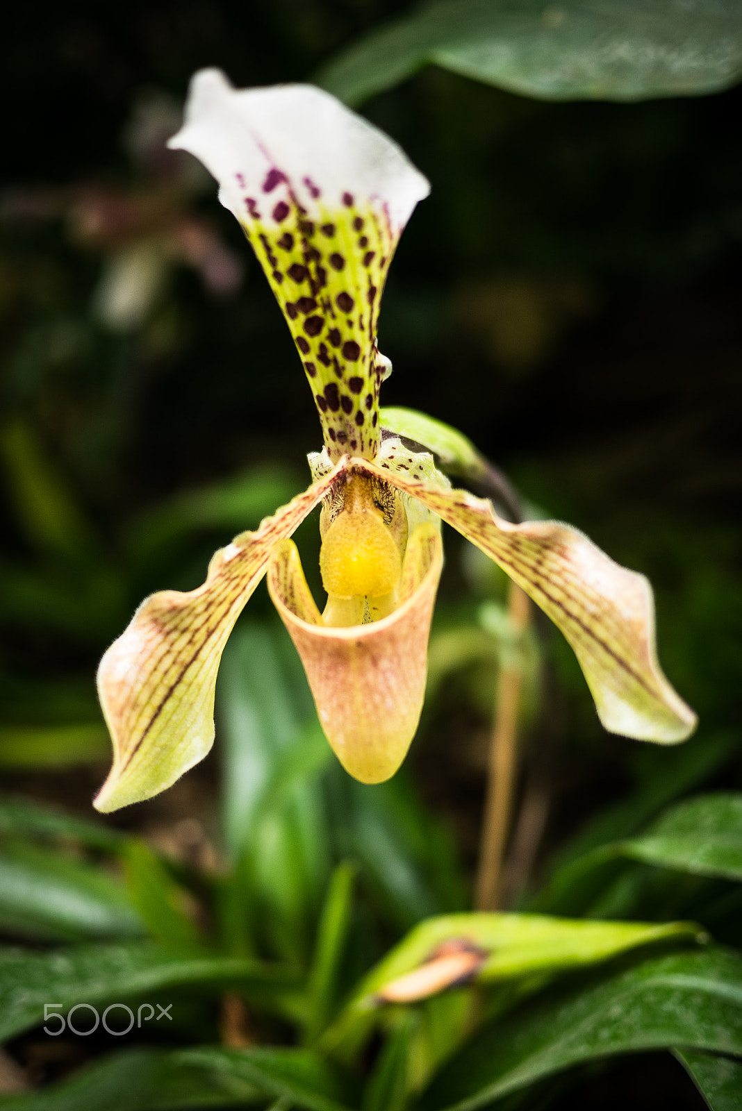 Panasonic Lumix DMC-GM1 + LUMIX G 20/F1.7 II sample photo. Lady slipper photography