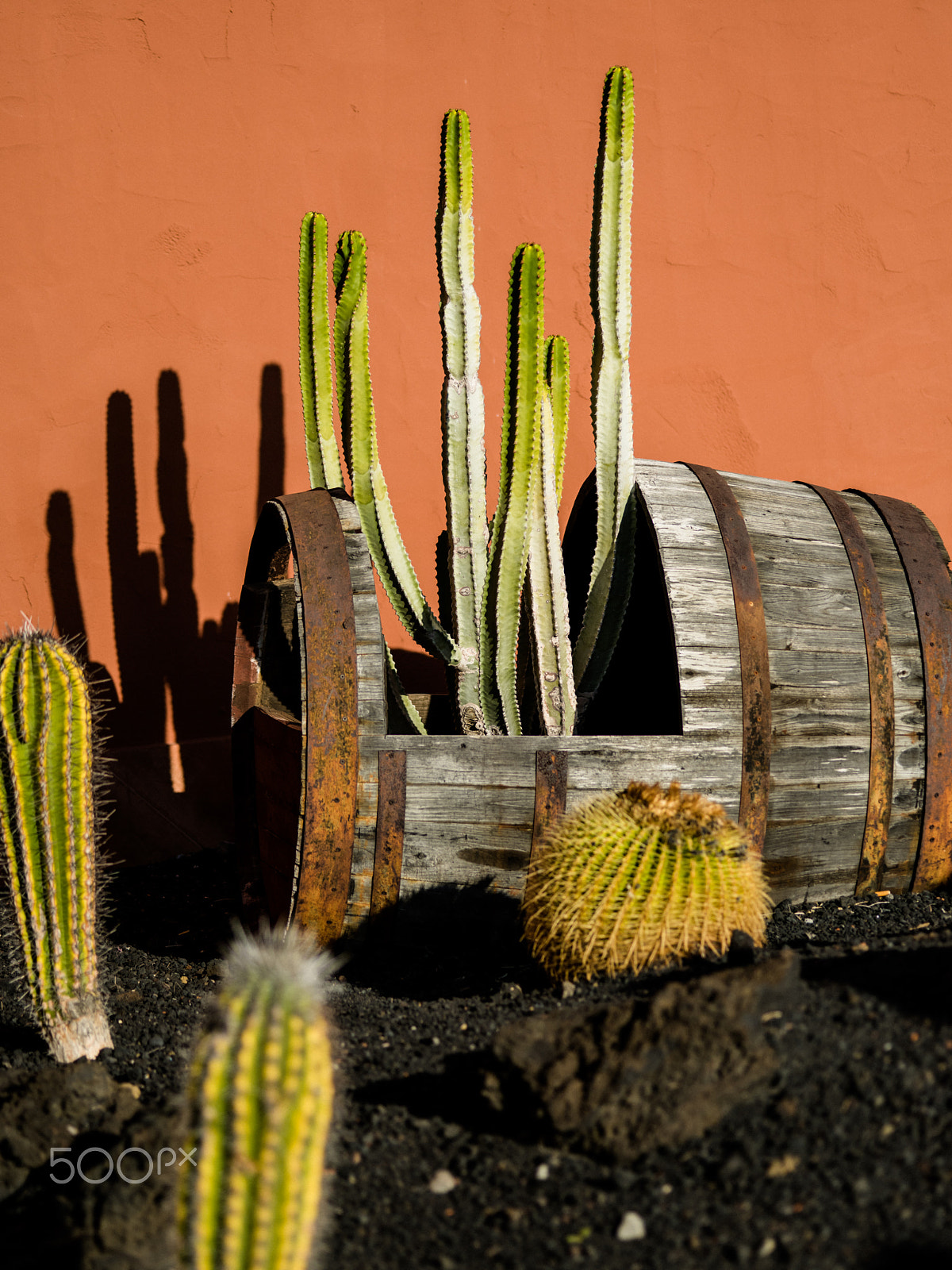 smc PENTAX-FA 645 Macro 120mm F4 sample photo. Cactus scene photography