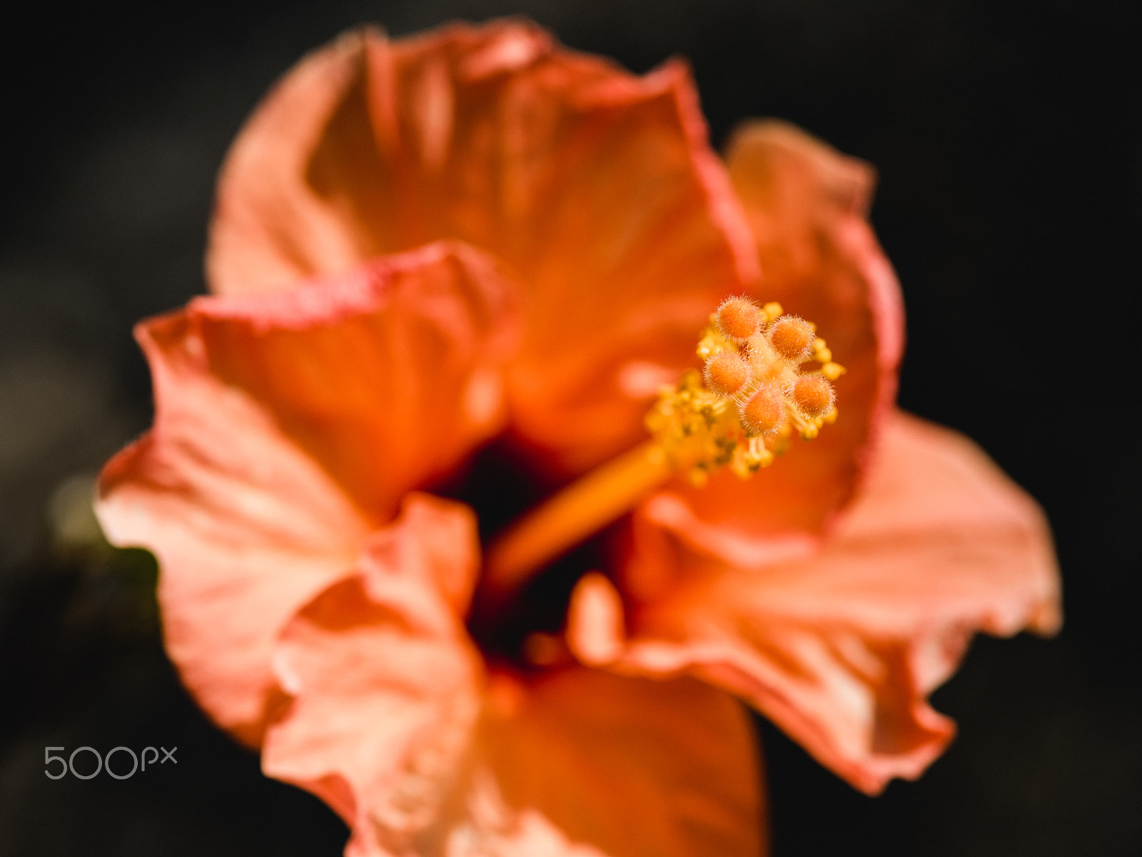 Pentax 645Z + smc PENTAX-FA 645 Macro 120mm F4 sample photo. Flower canary islands photography