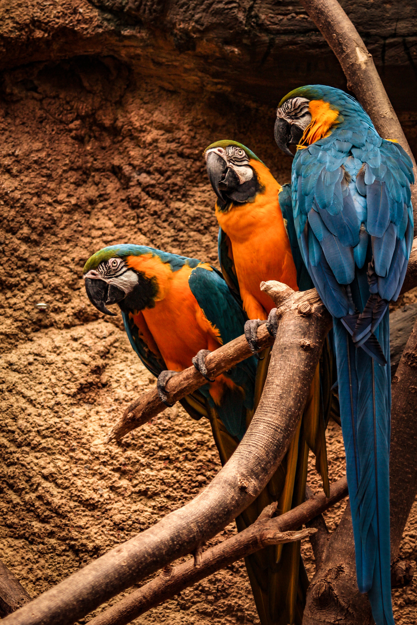 Canon EF 35-80mm F4.0-5.6 III sample photo. Taken at the zoo in madison, wi. photography
