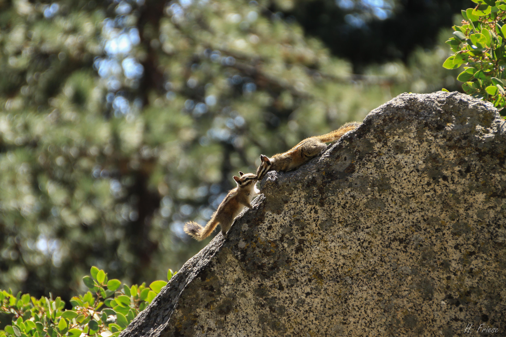 Sigma 18-250mm F3.5-6.3 DC OS HSM sample photo. Chipmunks photography
