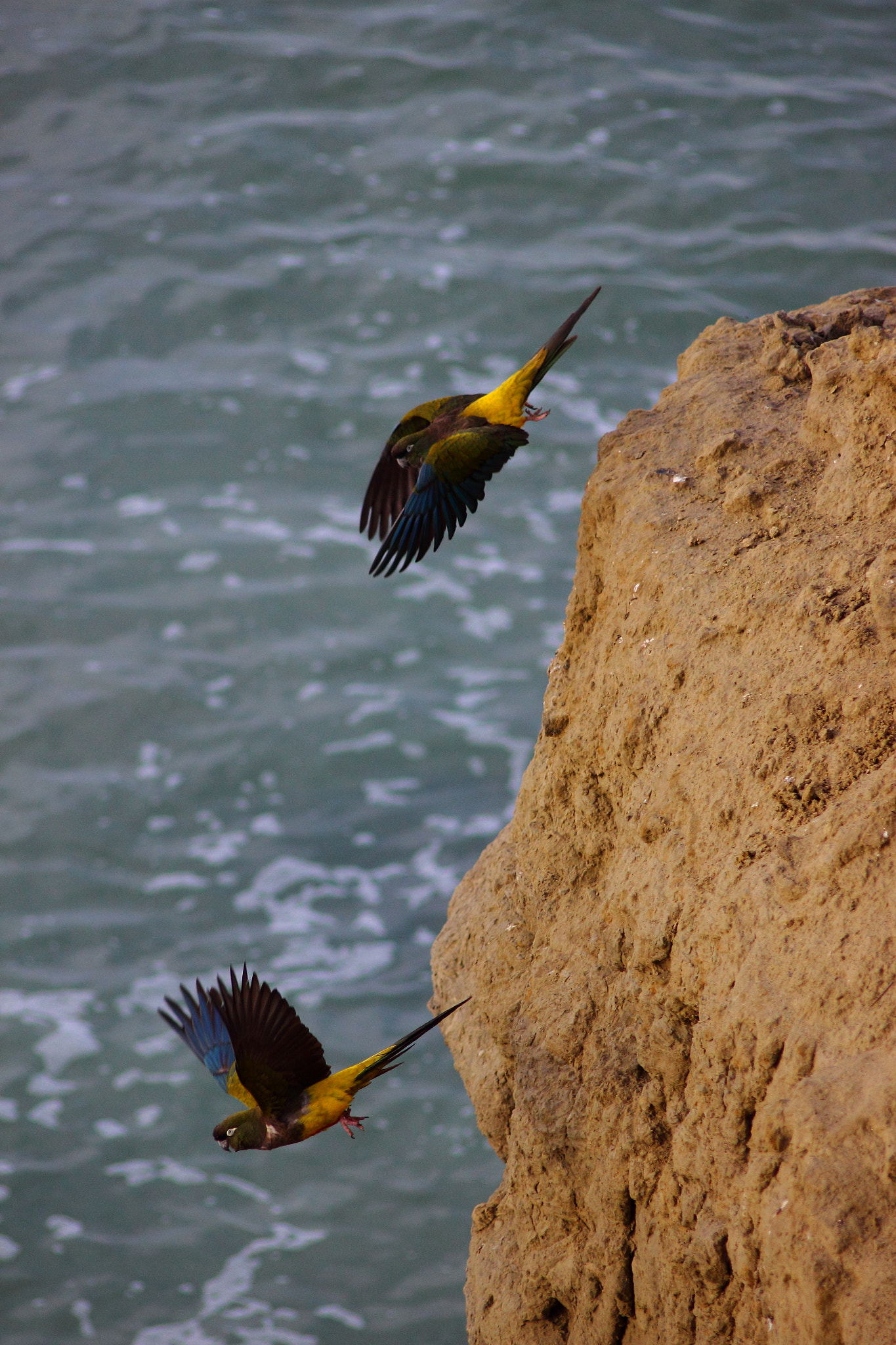Canon EOS 600D (Rebel EOS T3i / EOS Kiss X5) + Canon EF 70-210mm f/4 sample photo. Wild parrots photography