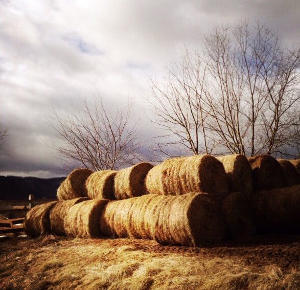 Hipstamatic 280 sample photo. Bales photography