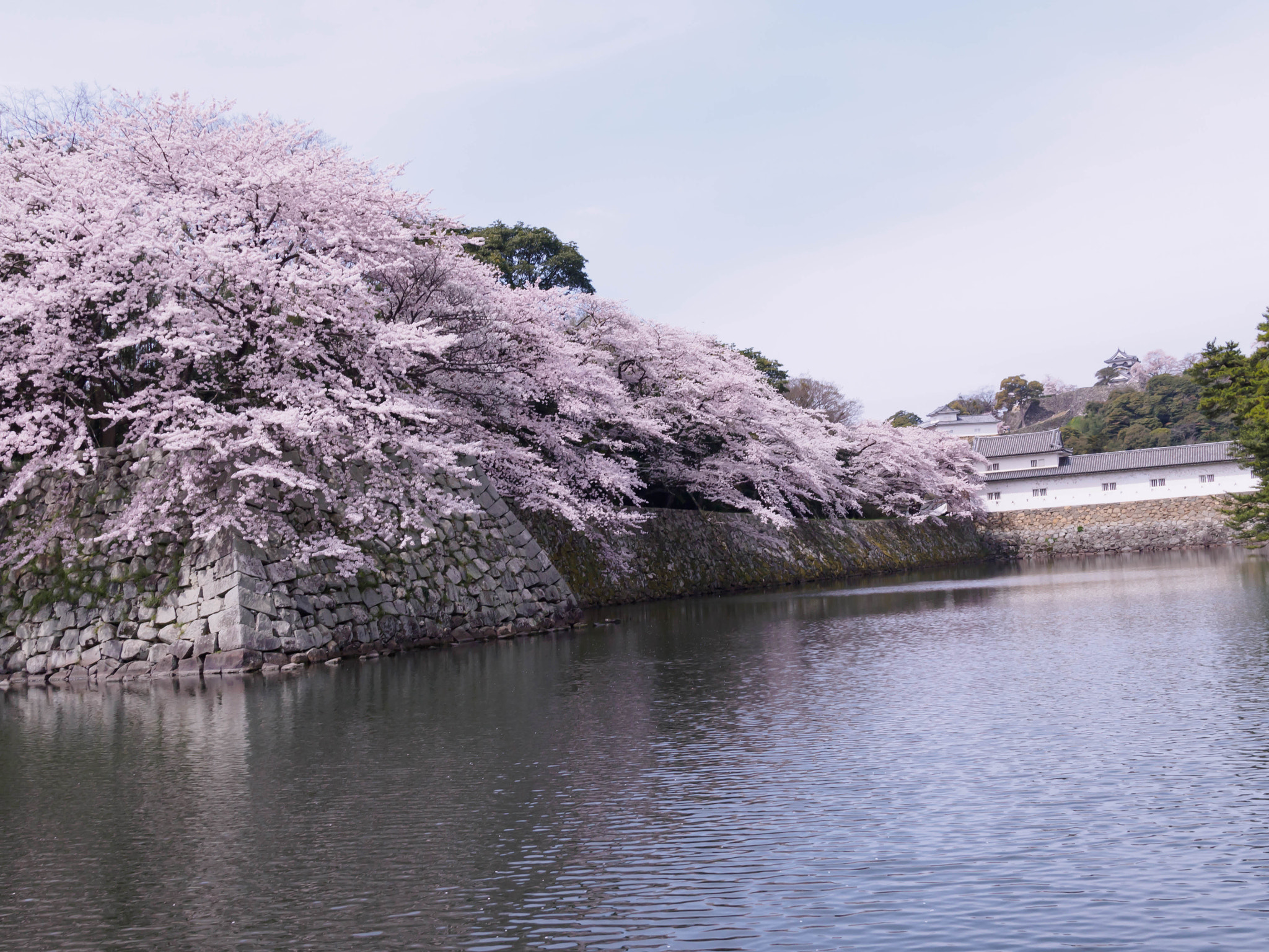 Olympus PEN E-PL6 + Sigma 19mm F2.8 DN Art sample photo. 彦根城 photography