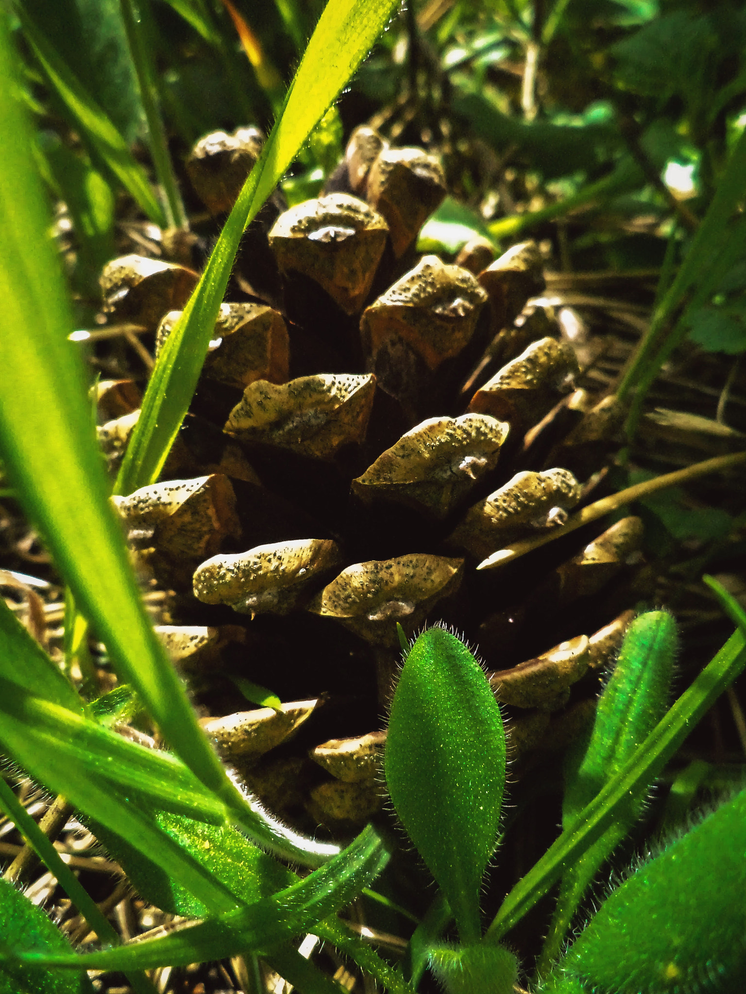 Sony DSC-S3000 sample photo. Pinecone photography
