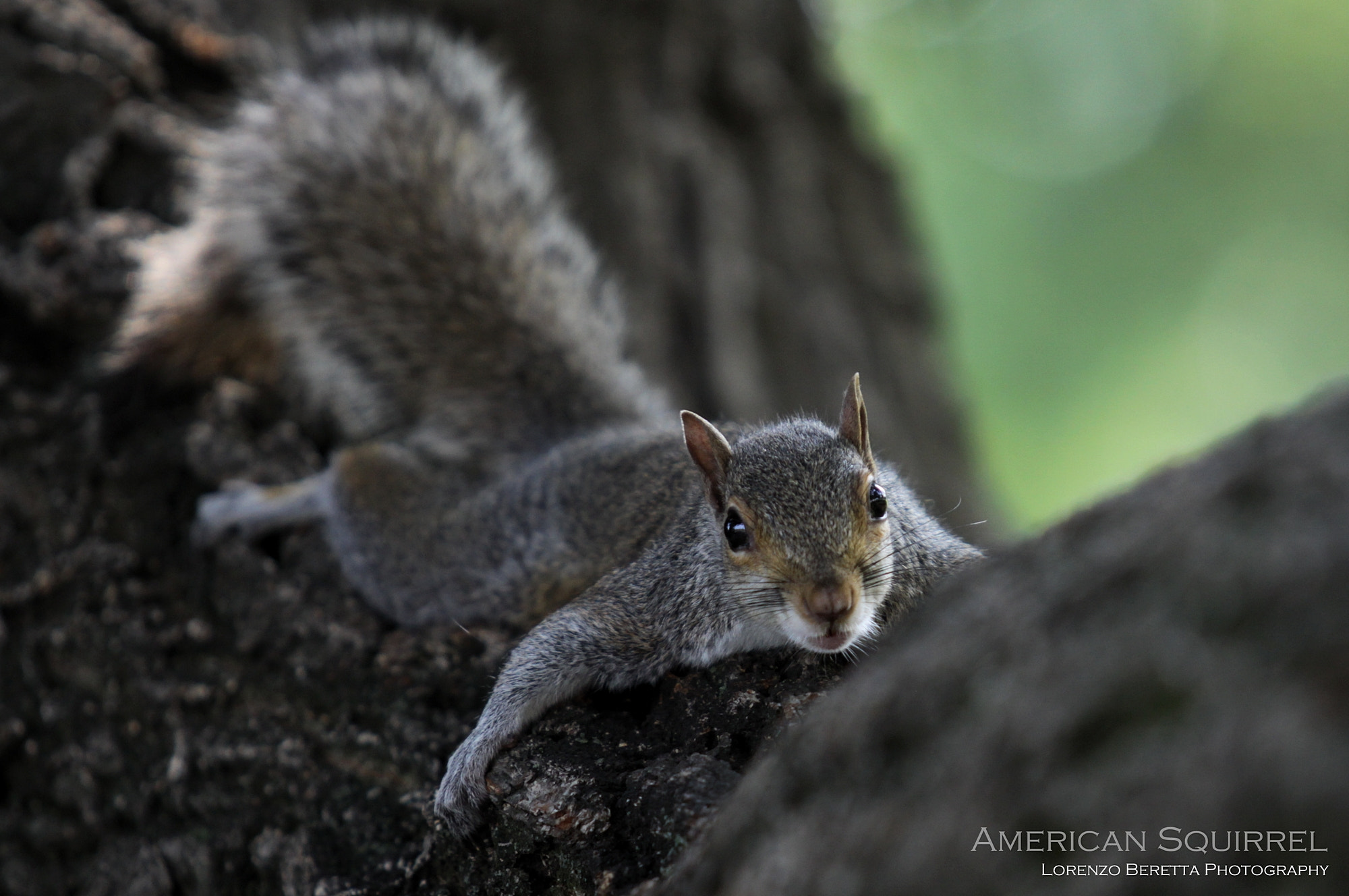 Canon EOS 50D + Canon EF 70-200mm F2.8L USM sample photo. American squirrel photography