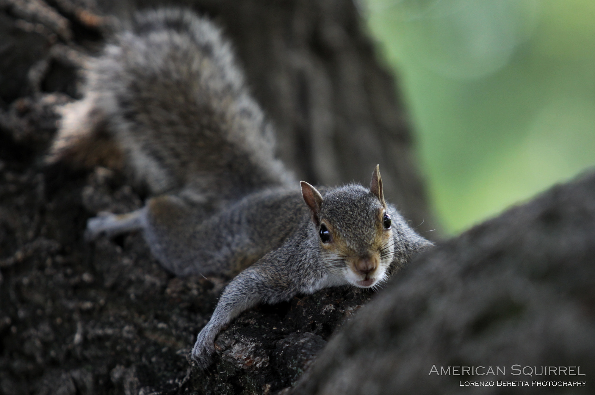 Canon EF 70-200mm F2.8L USM sample photo. American squirrel photography