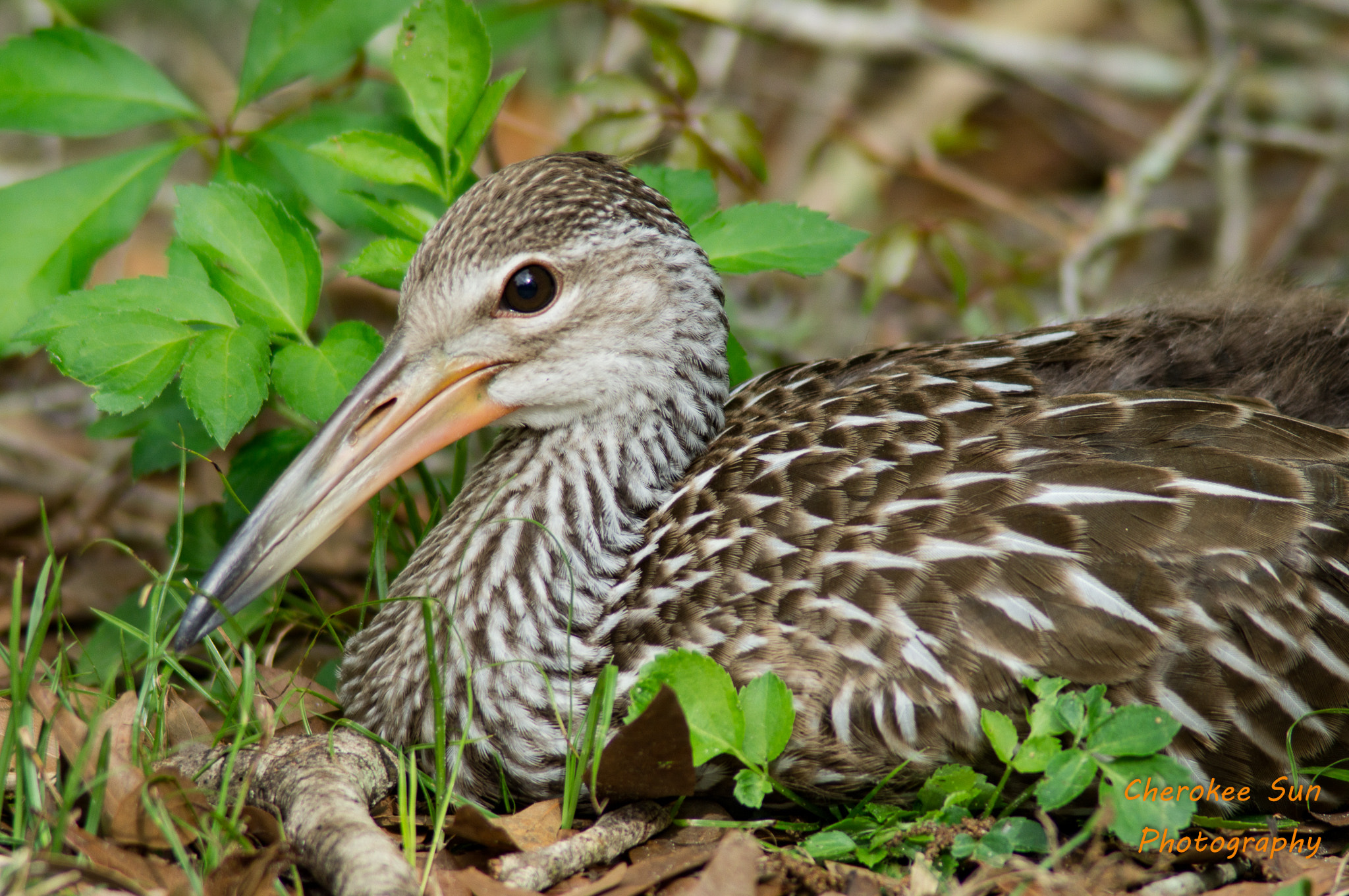 Sony SLT-A57 sample photo. Young limpkin resting photography