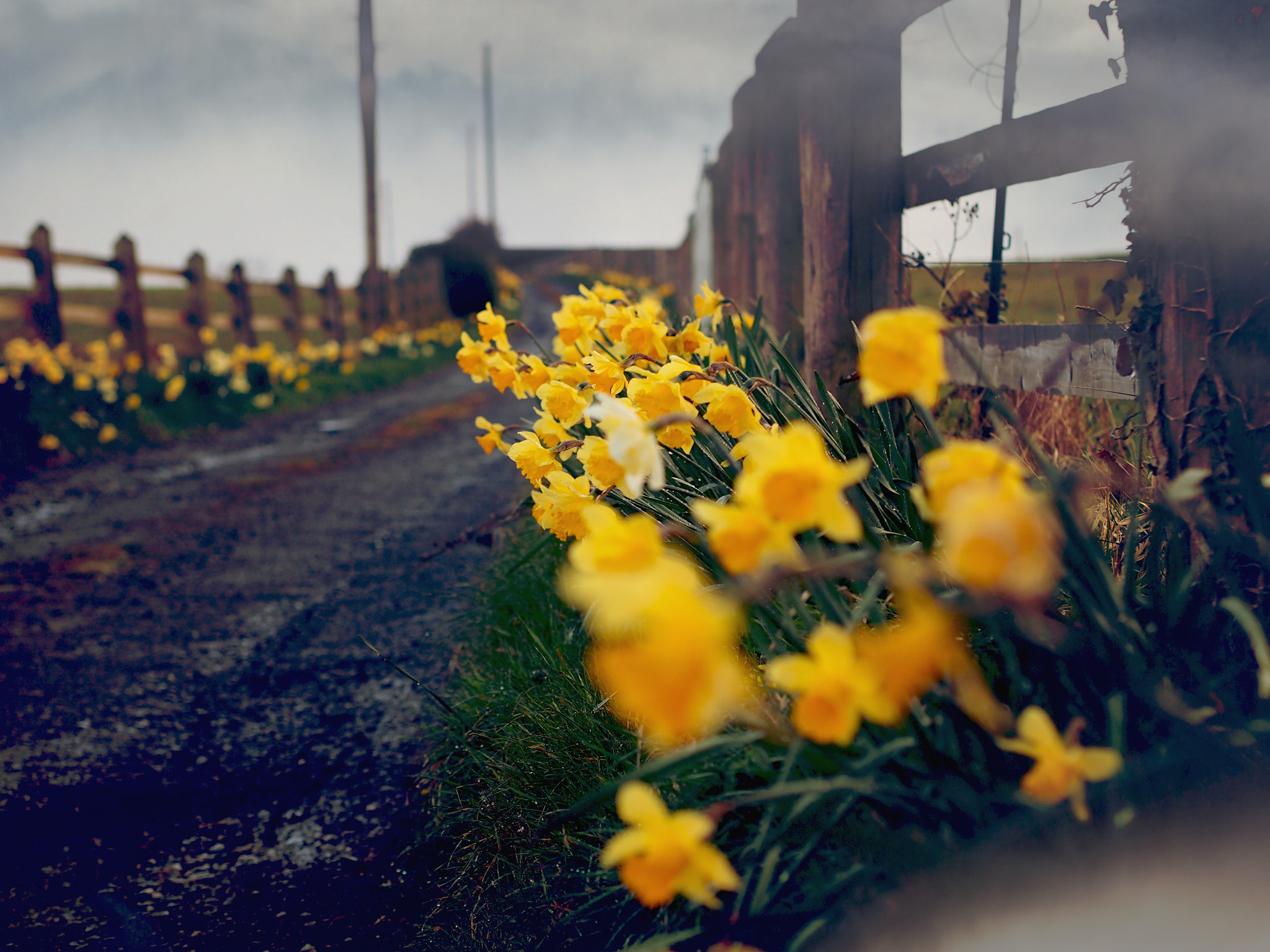 Olympus PEN E-P3 + Olympus M.Zuiko Digital 45mm F1.8 sample photo. Daffodils on a rainy april afternoon photography