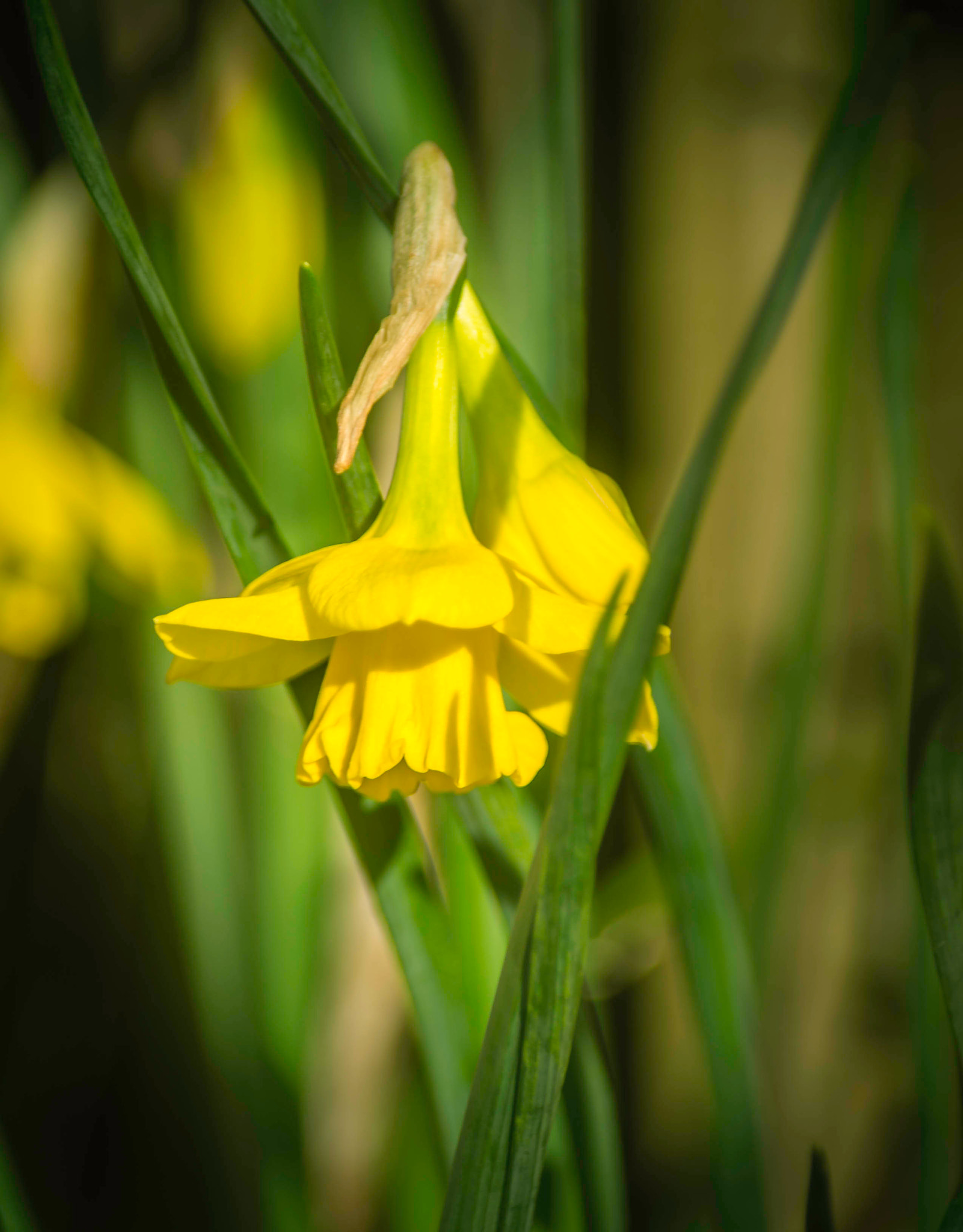 Sony 75-300mm F4.5-5.6 sample photo. Daffodil photography