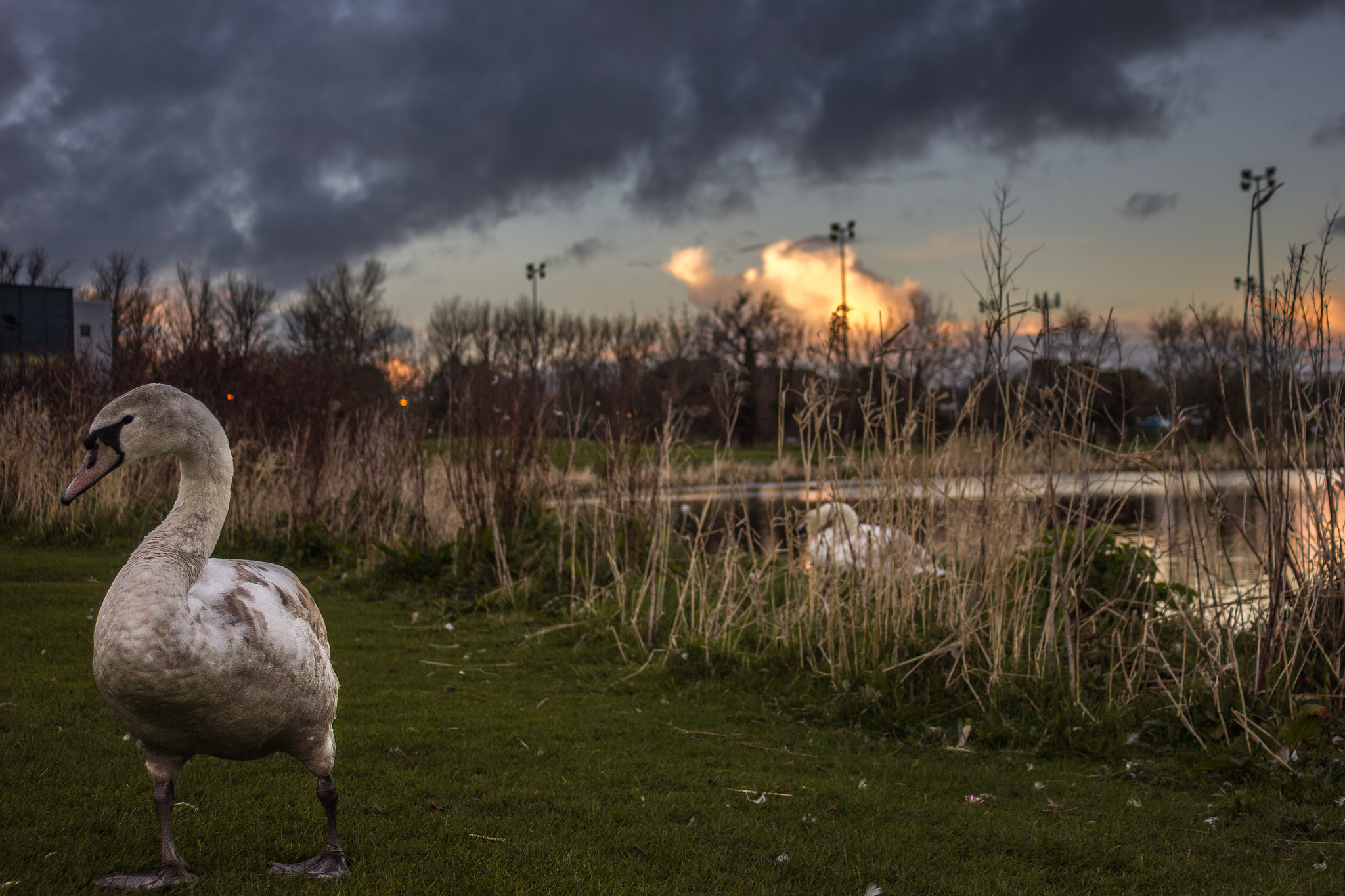 Canon EF 28-80mm f/3.5-5.6 sample photo. ¥ • lakeside swan • ¥ photography