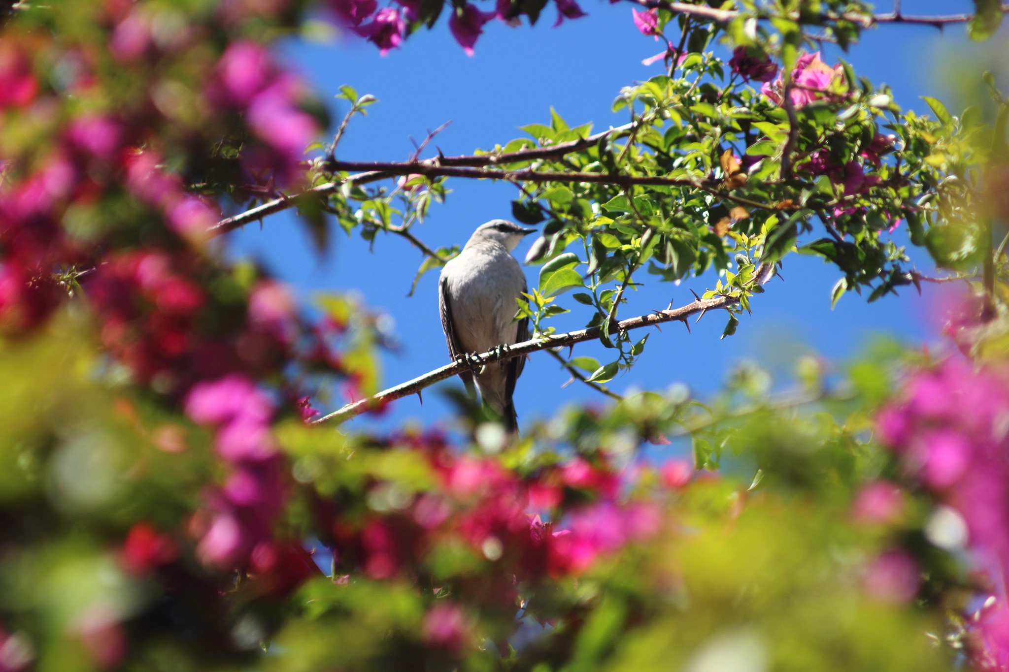Canon EOS 600D (Rebel EOS T3i / EOS Kiss X5) + Canon EF 70-210mm f/4 sample photo. Piggeon photography