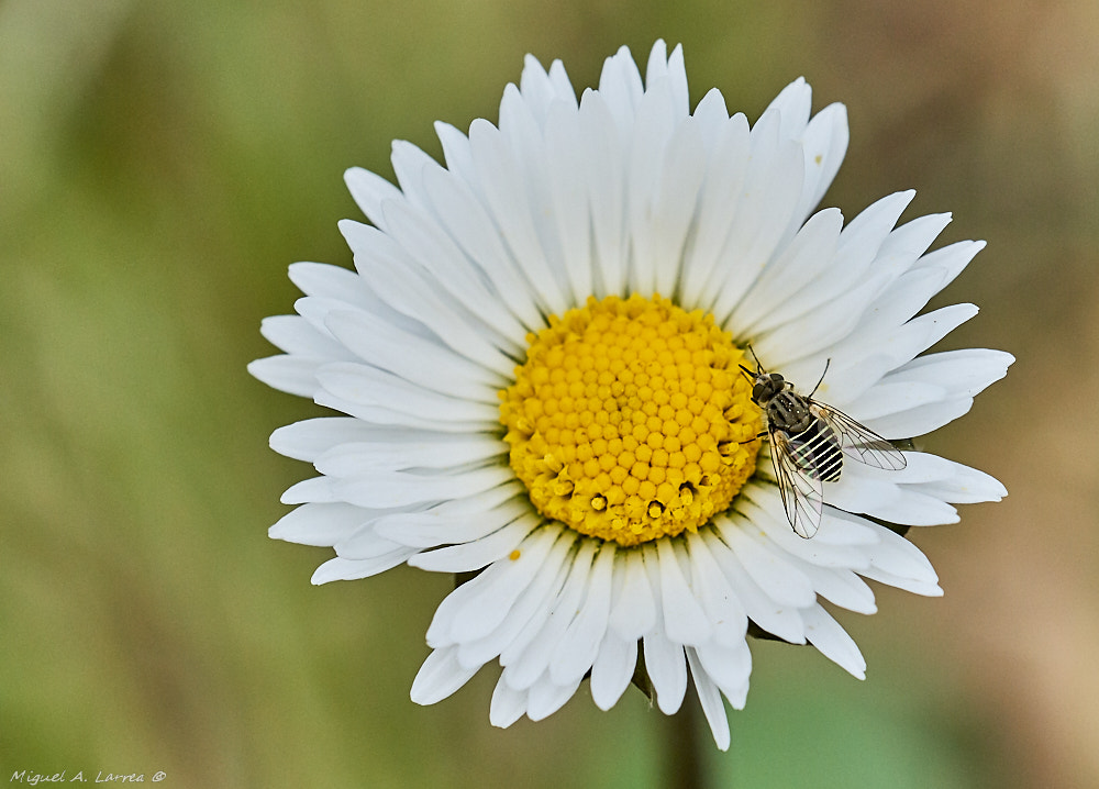 150mm F2.8 sample photo. Mosca-abeja y margarita photography