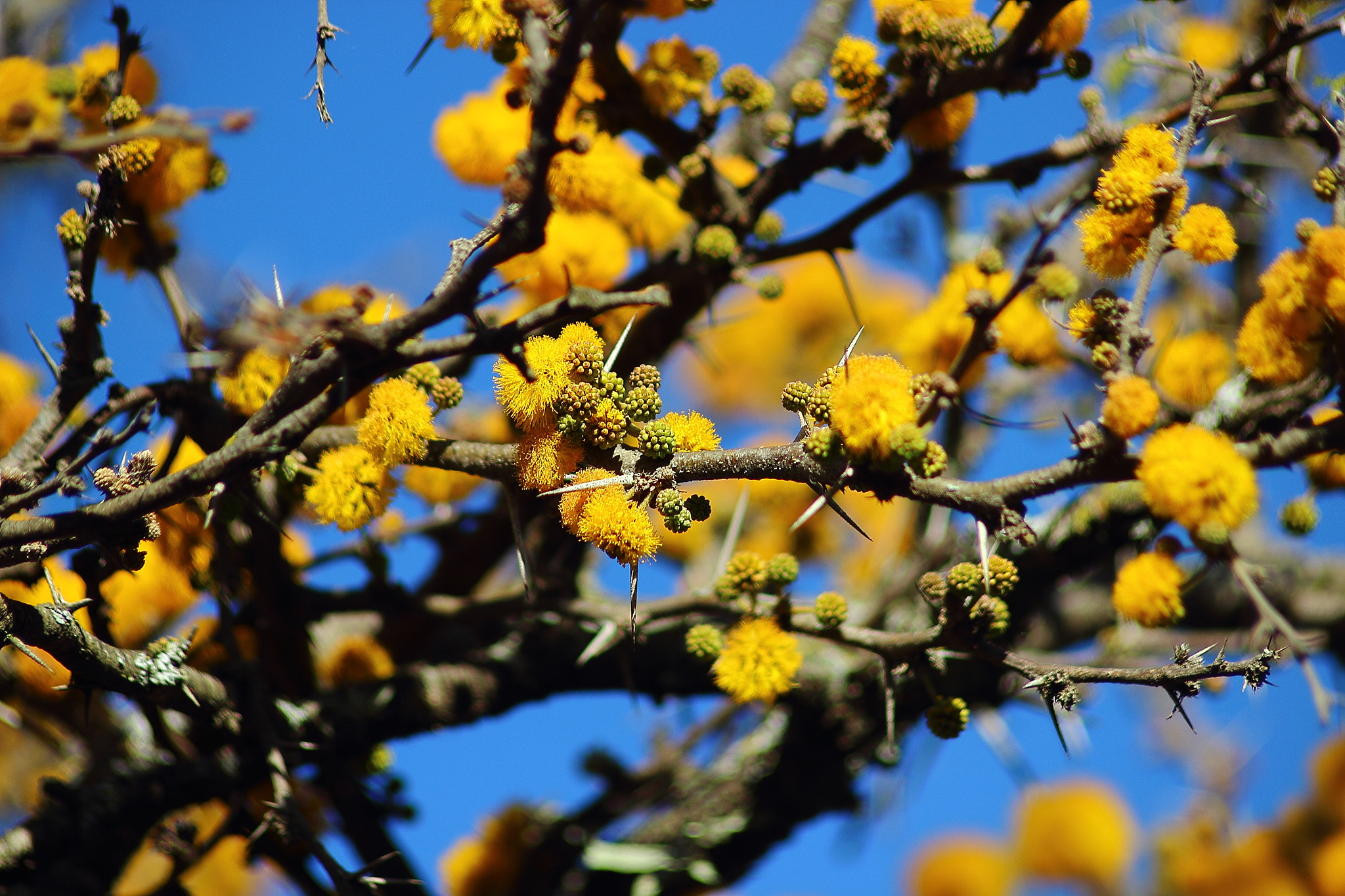 Canon EOS 600D (Rebel EOS T3i / EOS Kiss X5) + Canon EF 70-210mm f/4 sample photo. Spring flowers photography