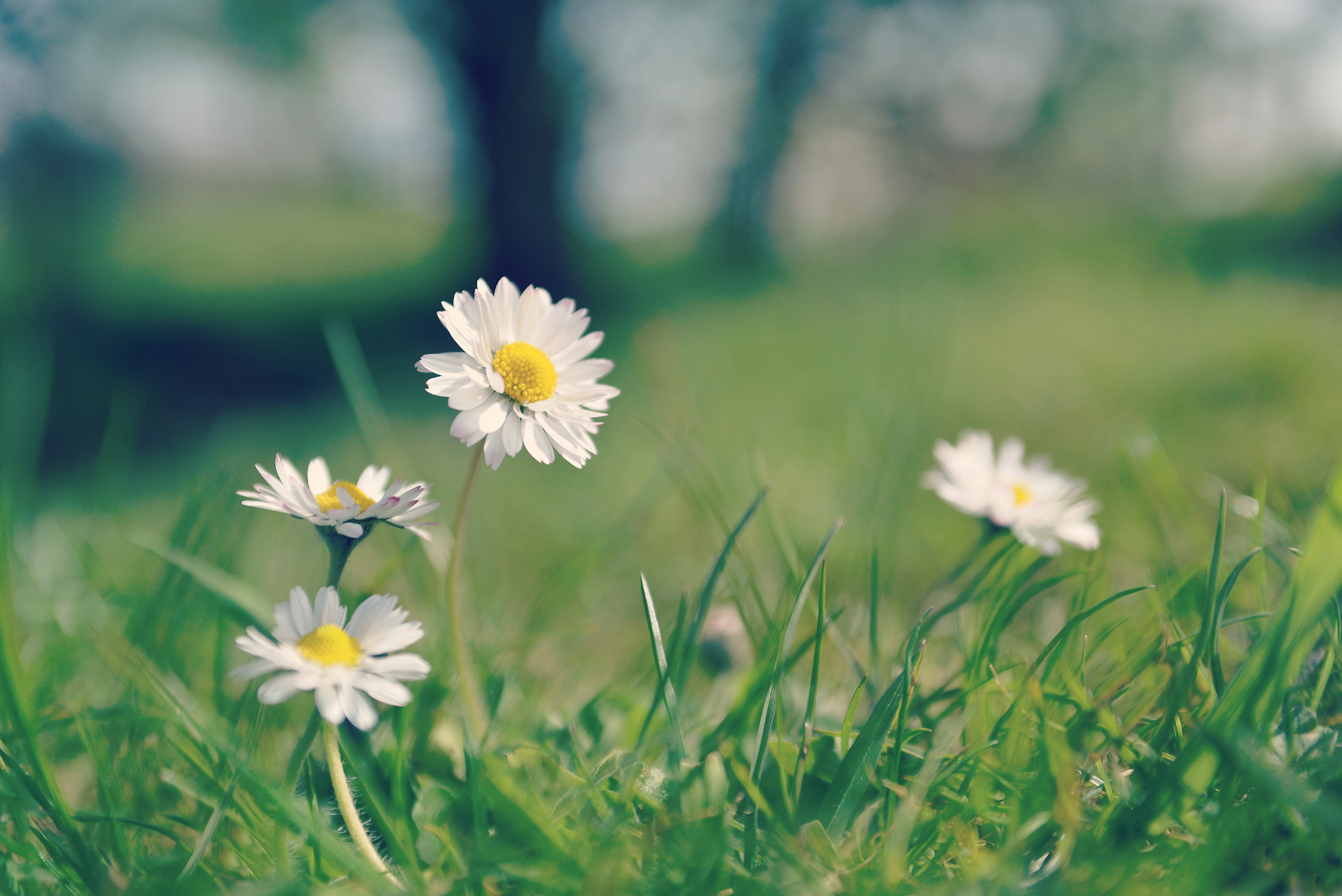 Nikon D610 + AF Zoom-Nikkor 35-70mm f/2.8D sample photo. Daisies photography