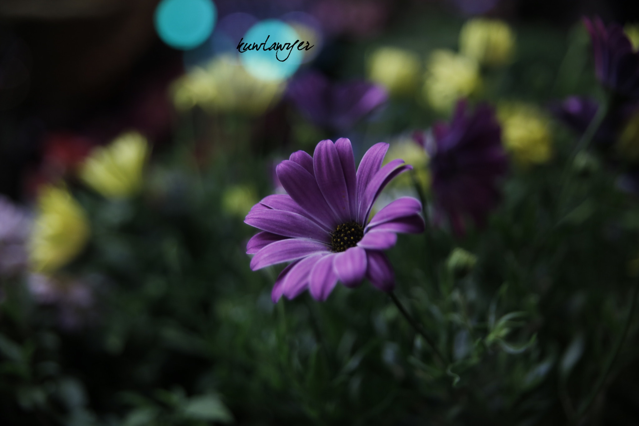 Canon EOS 6D + Canon 24-70mm sample photo. Flowers photography