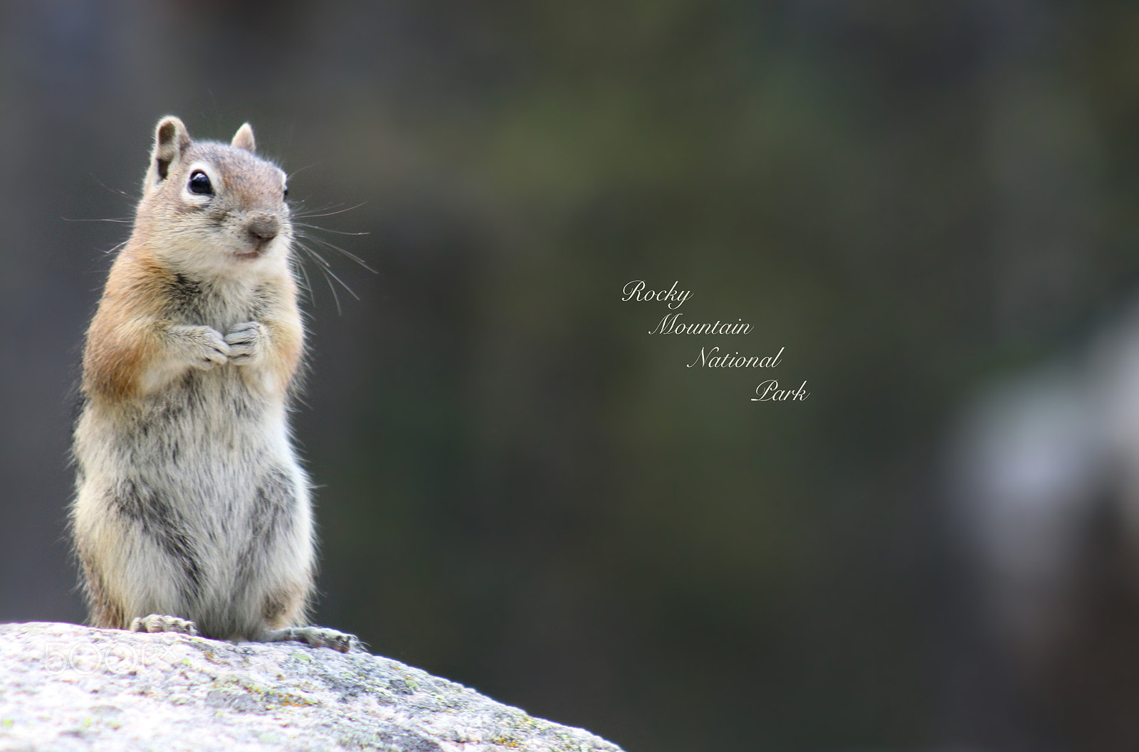 Canon EOS 50D + EF75-300mm f/4-5.6 sample photo. In the rockies photography