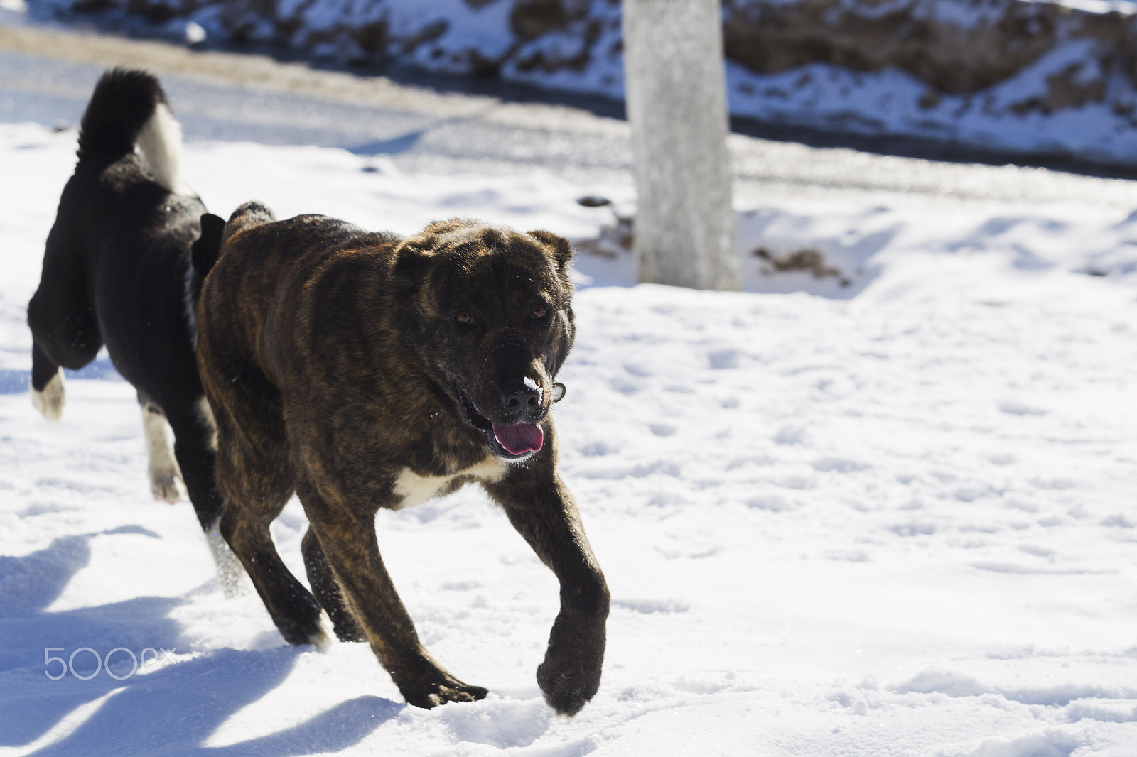 Canon EOS-1D Mark IV sample photo. Two dogs playing in snow photography